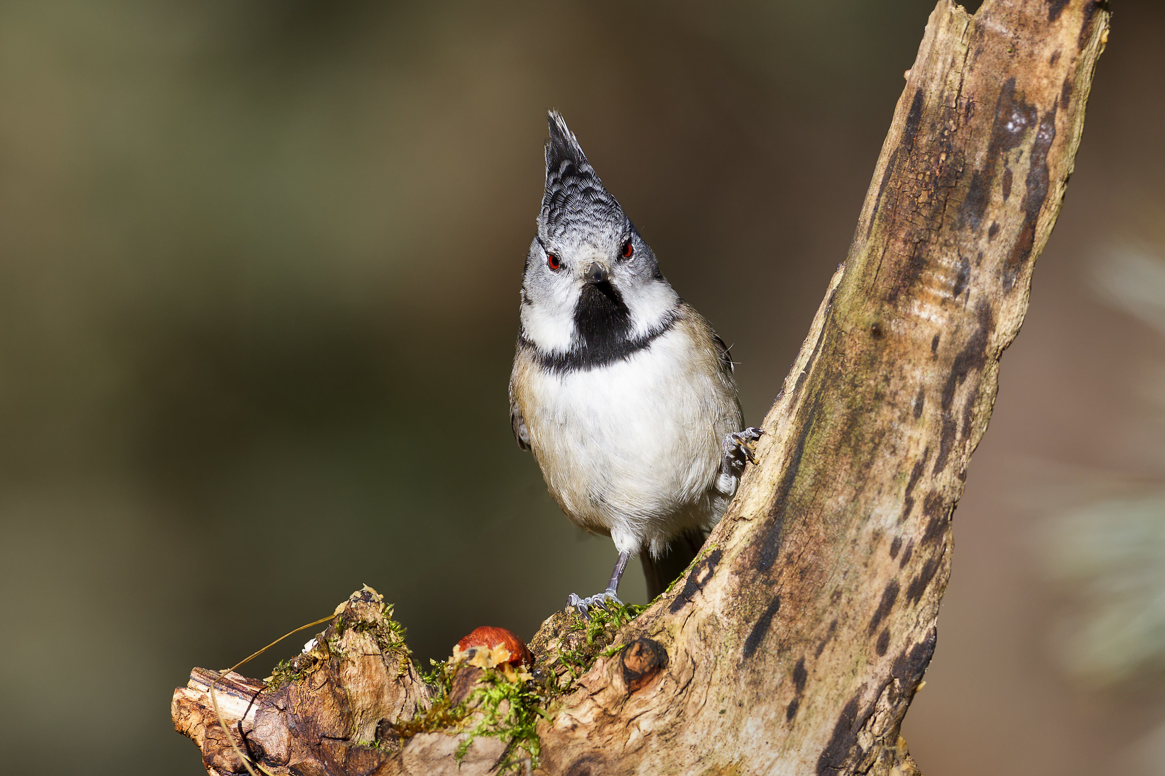 Tit with forelock