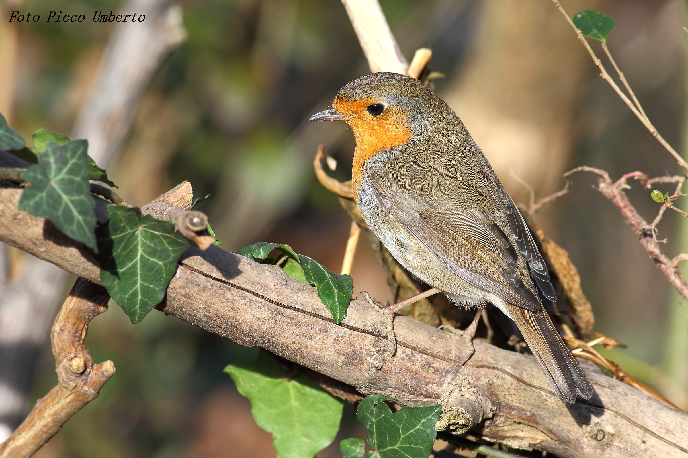 Robin looking for .....