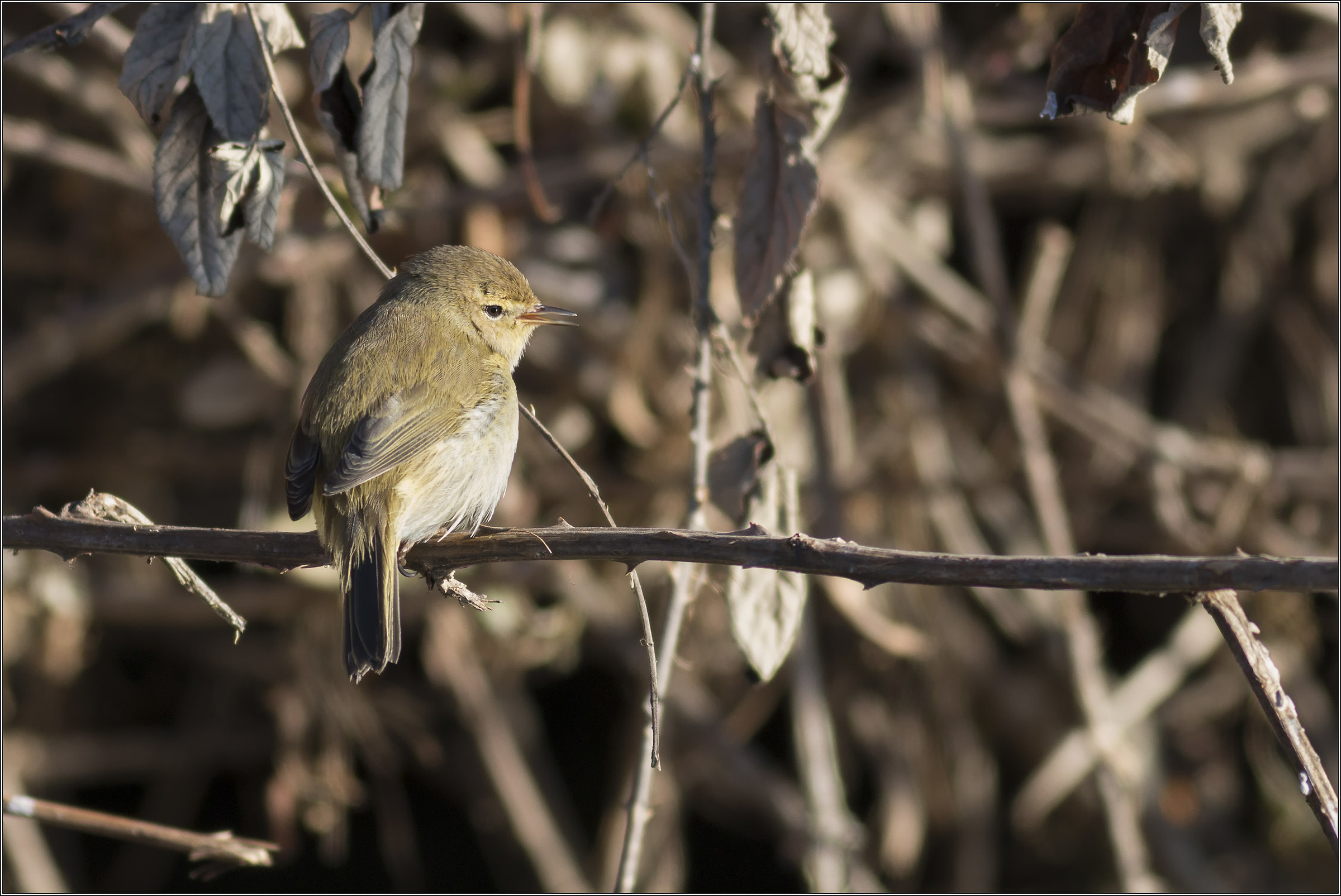 willow warbler ???