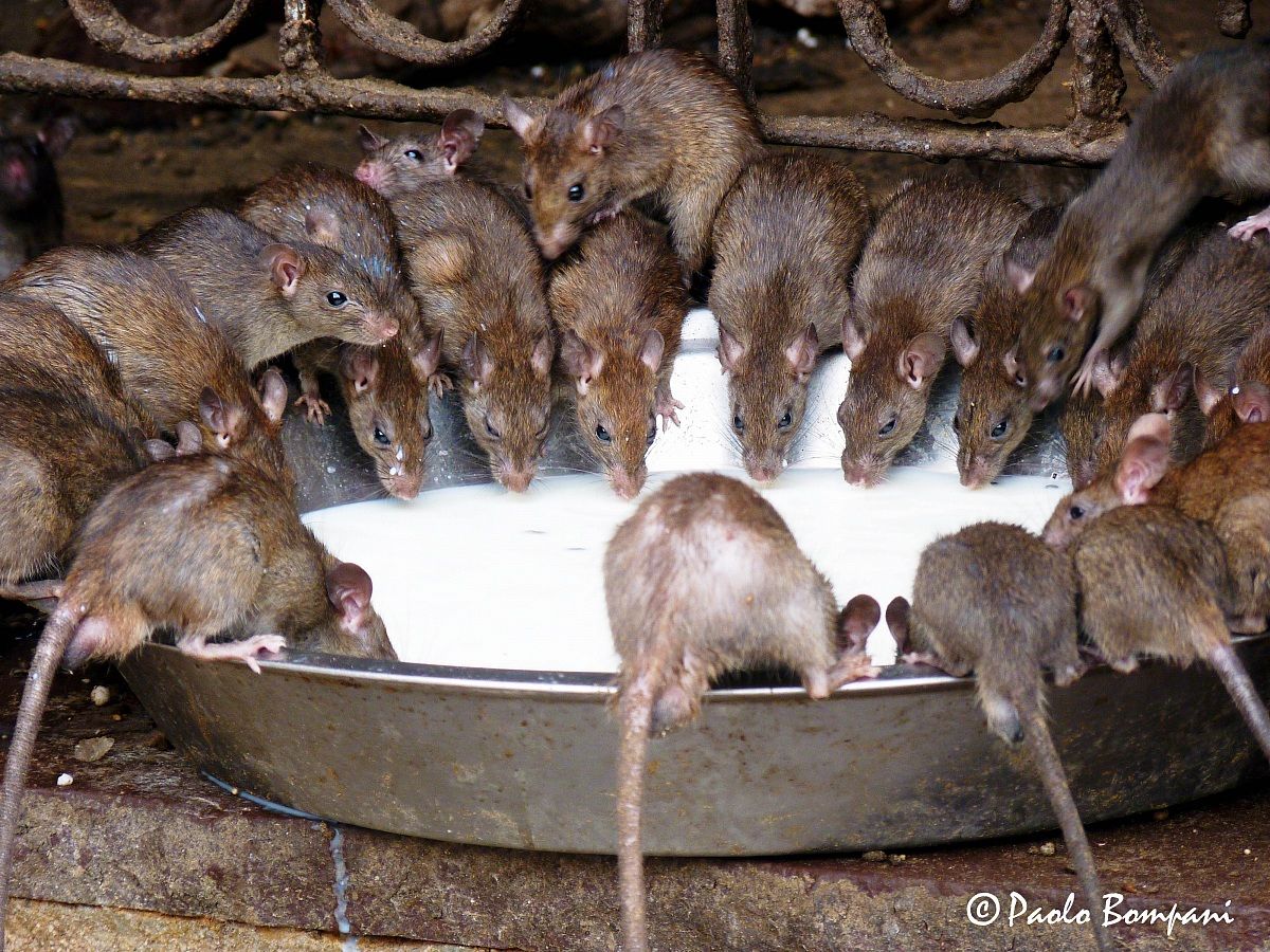 Make way ... that I'm thirsty!