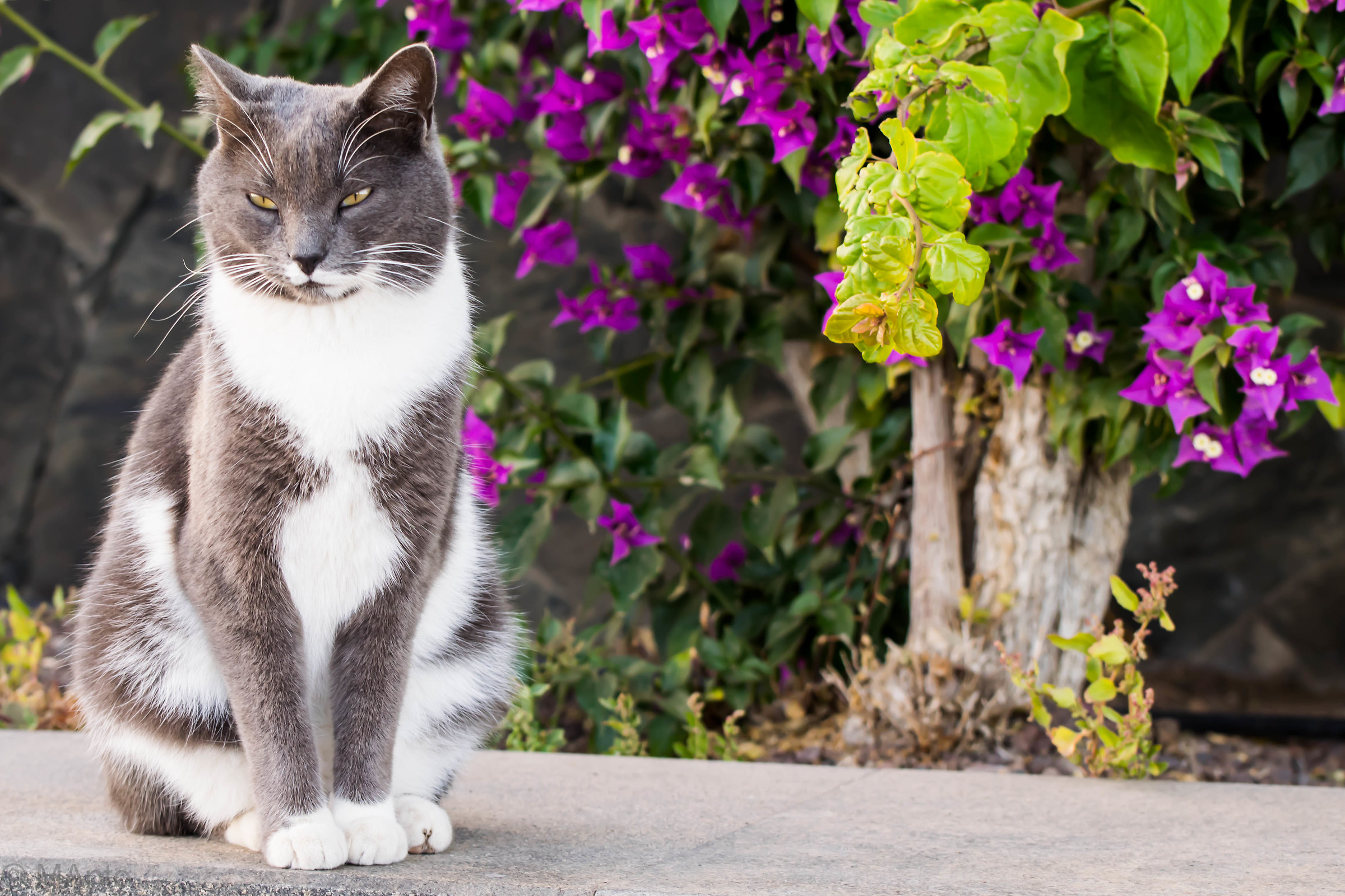 Imperscrutabile...Un vero duro...