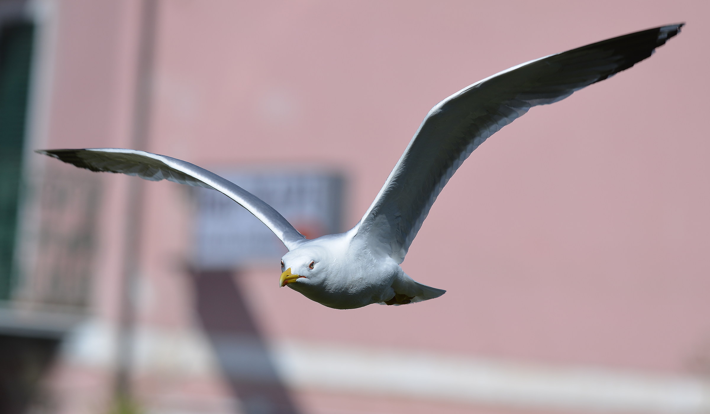 seagull