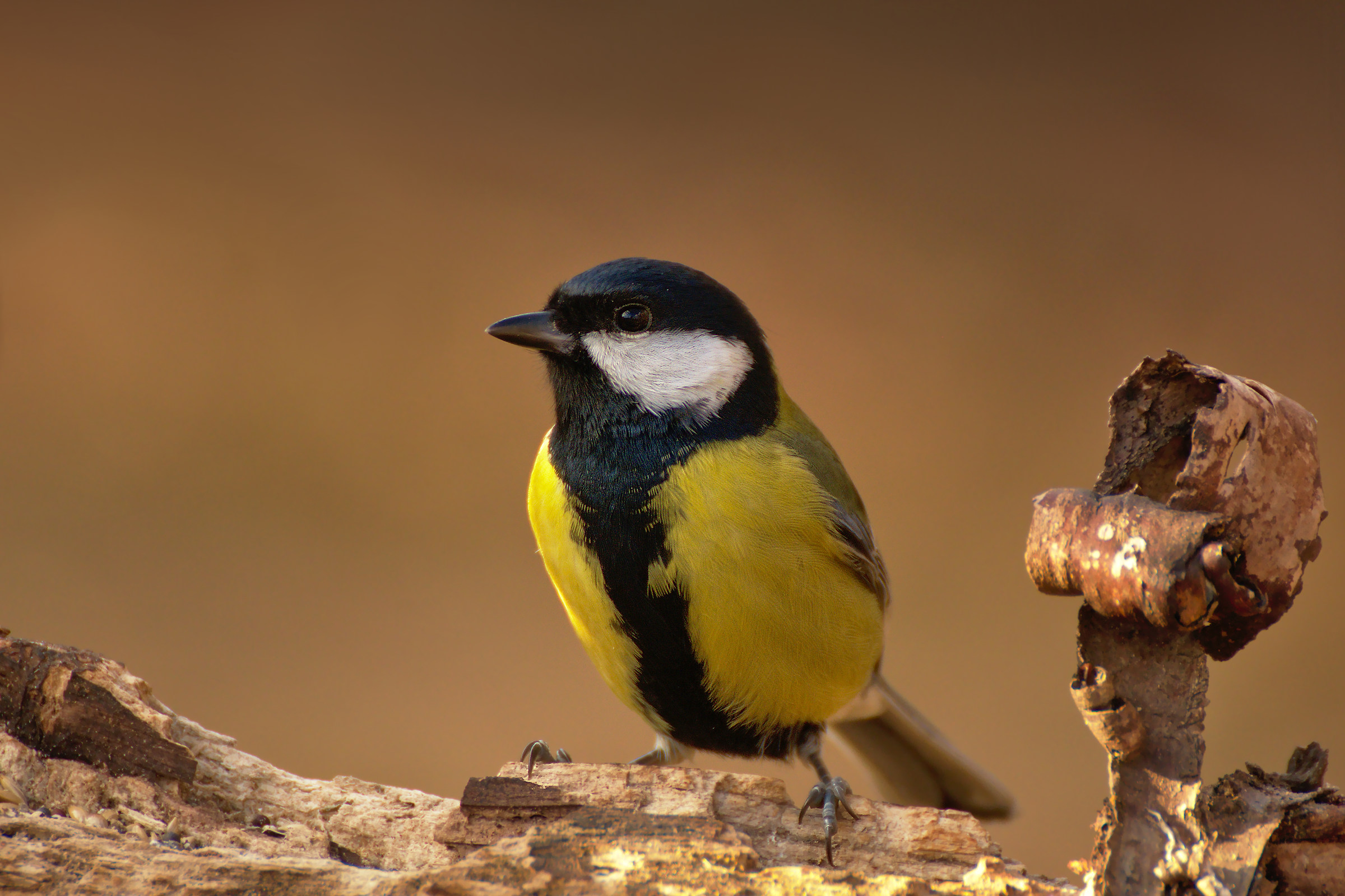 Great Tit