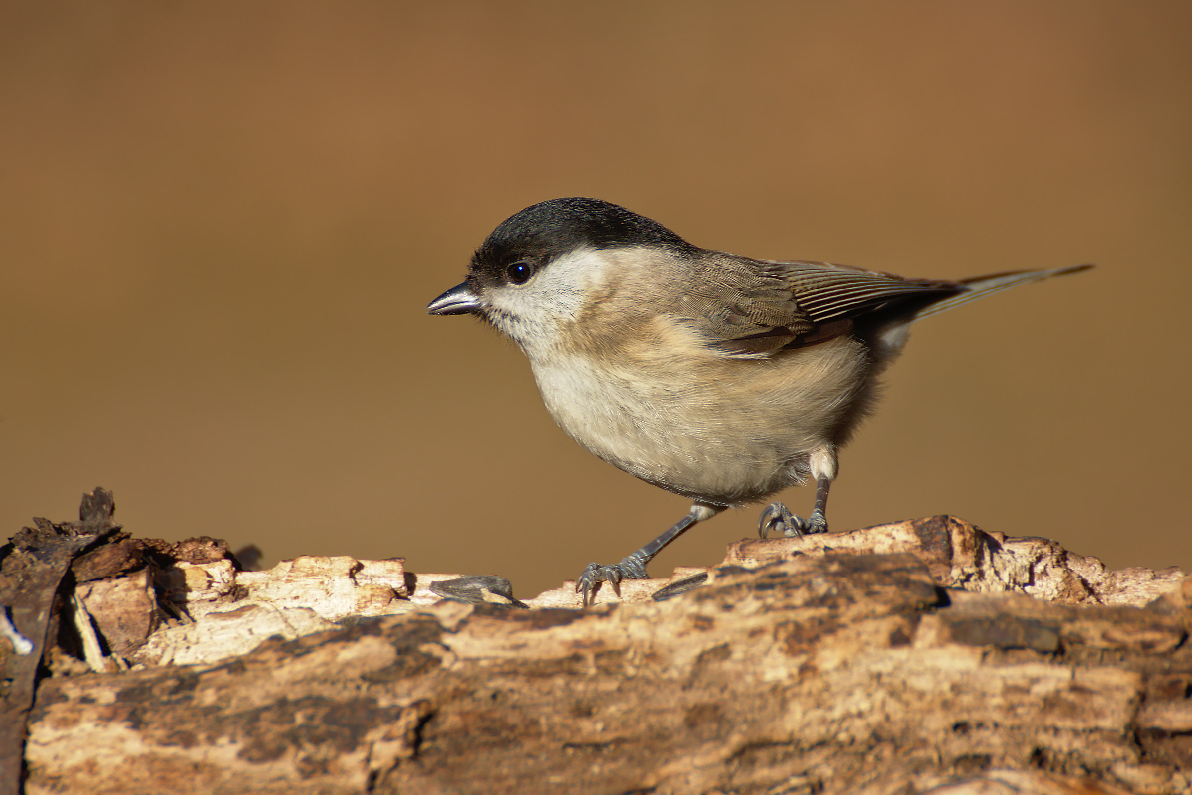 Marsh Tit