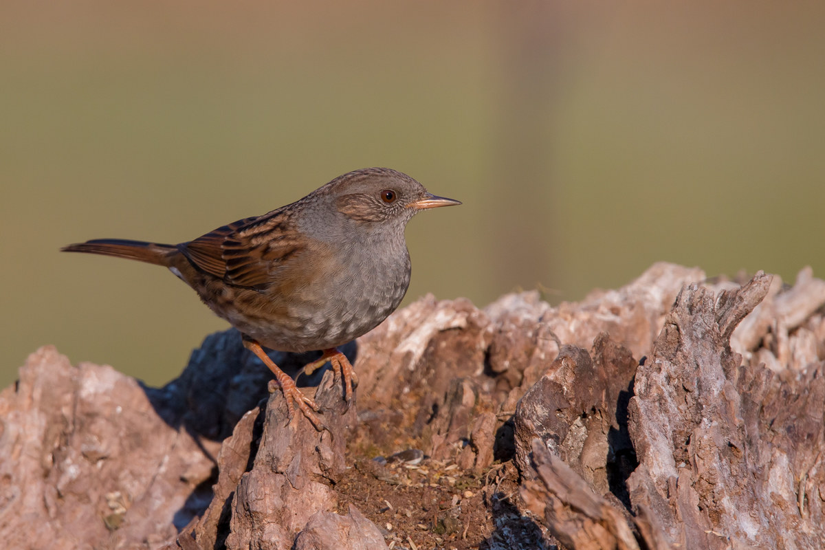 dunnock