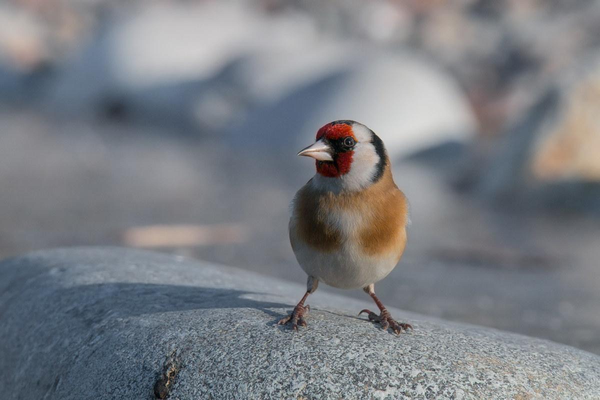 goldfinch