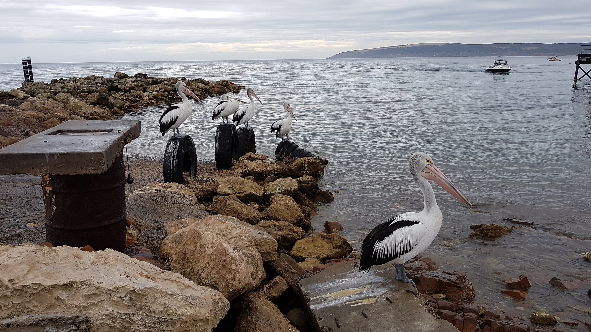 Pelicans at the port (version Samsung S7)