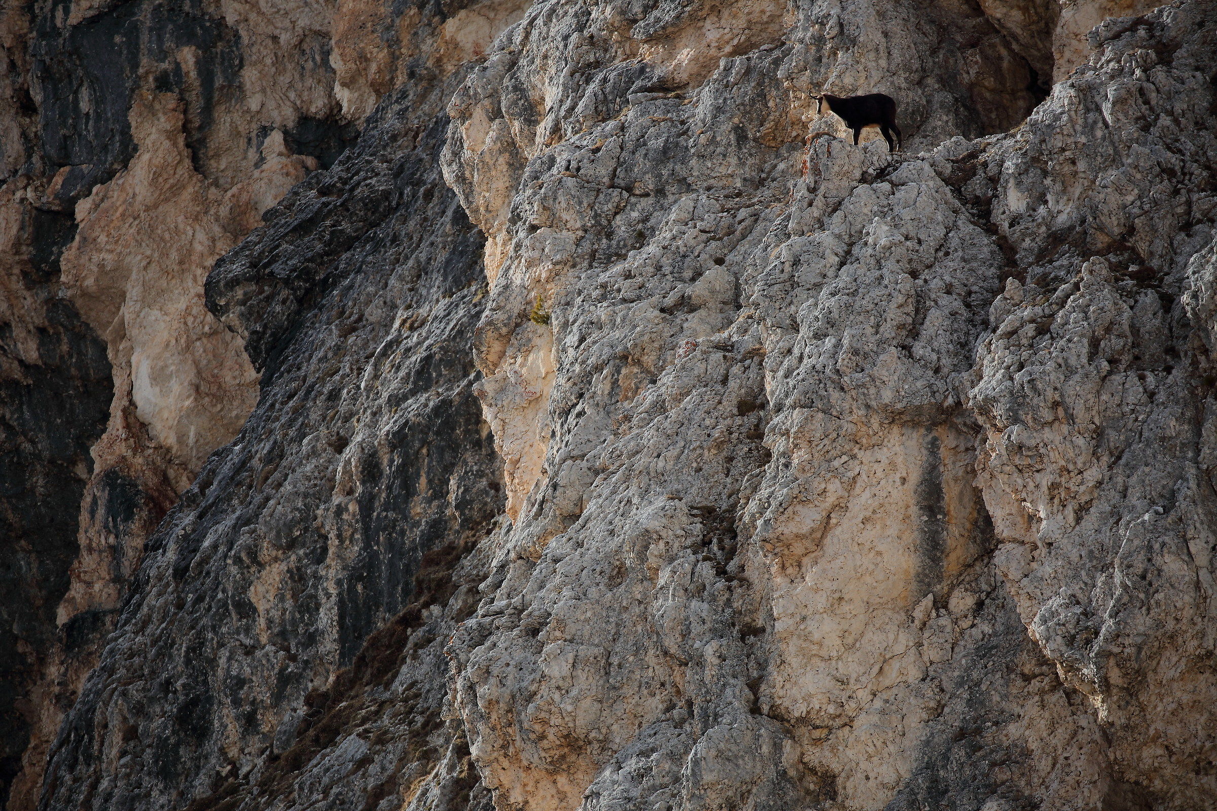 chamois on the rocks