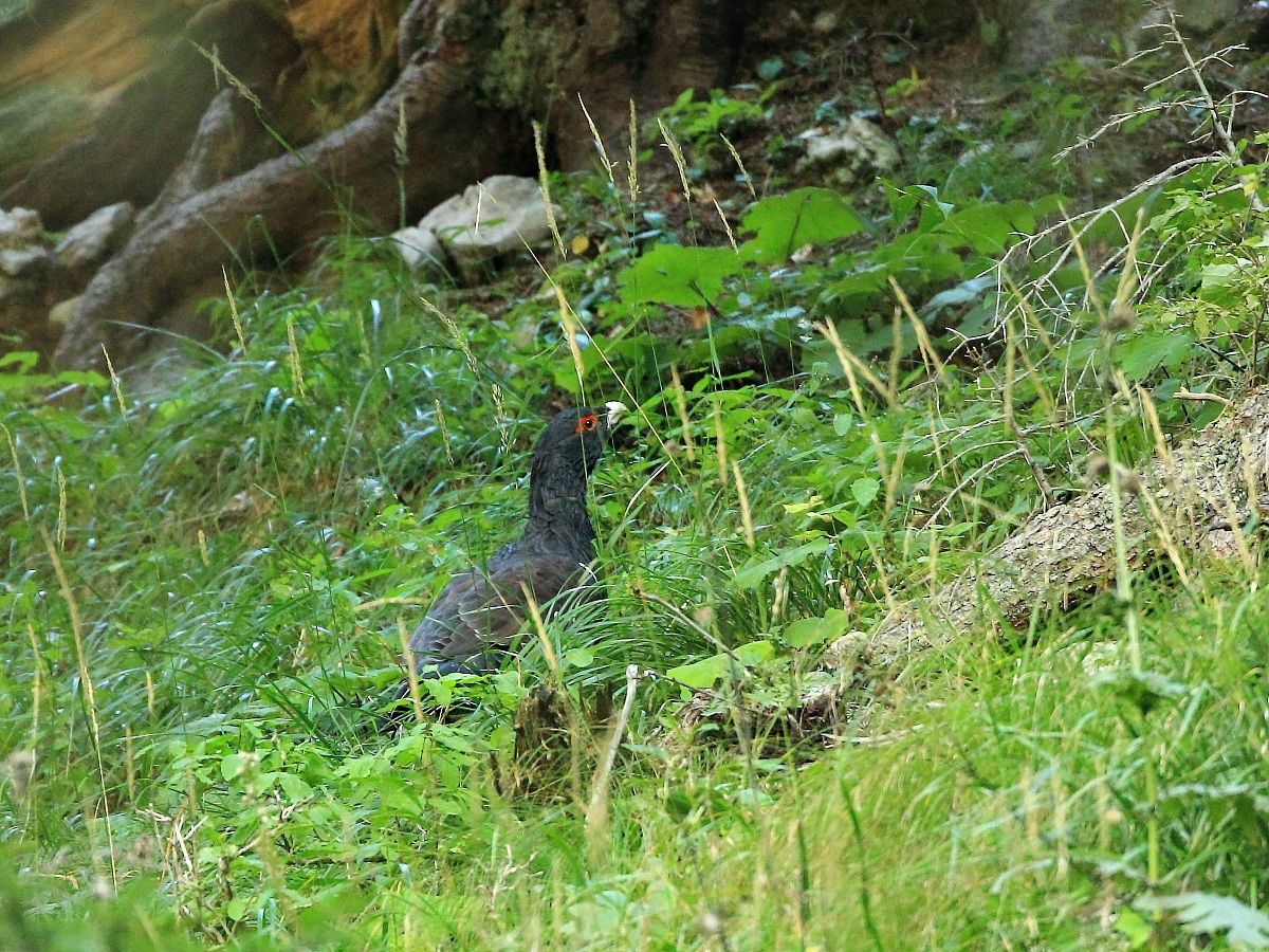 The grouse in August (not in love)