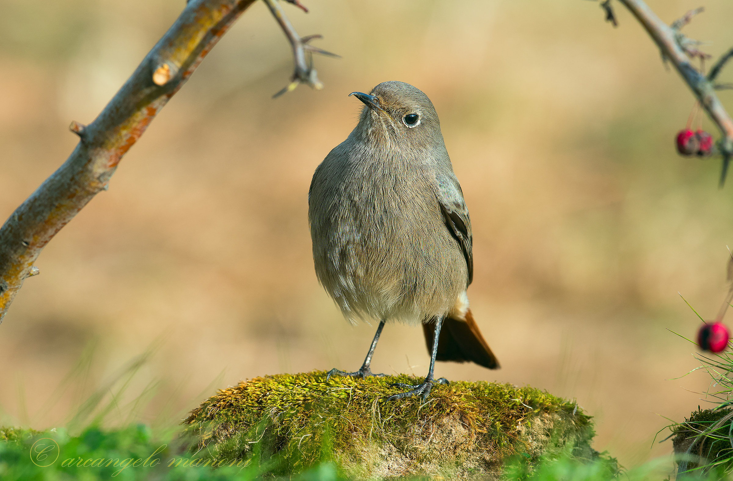 Un ''pulpito'' per codirossi