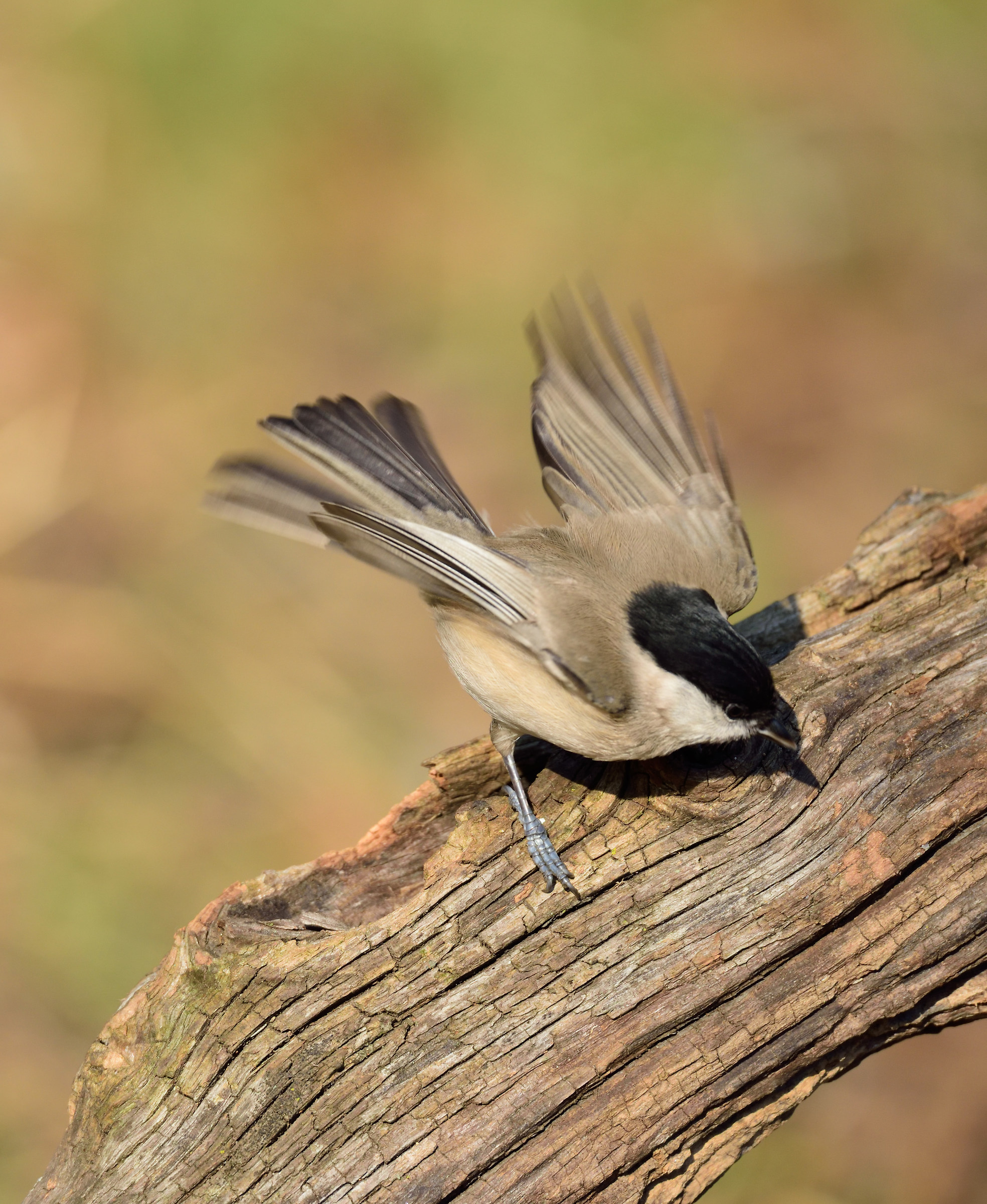 willow tit
