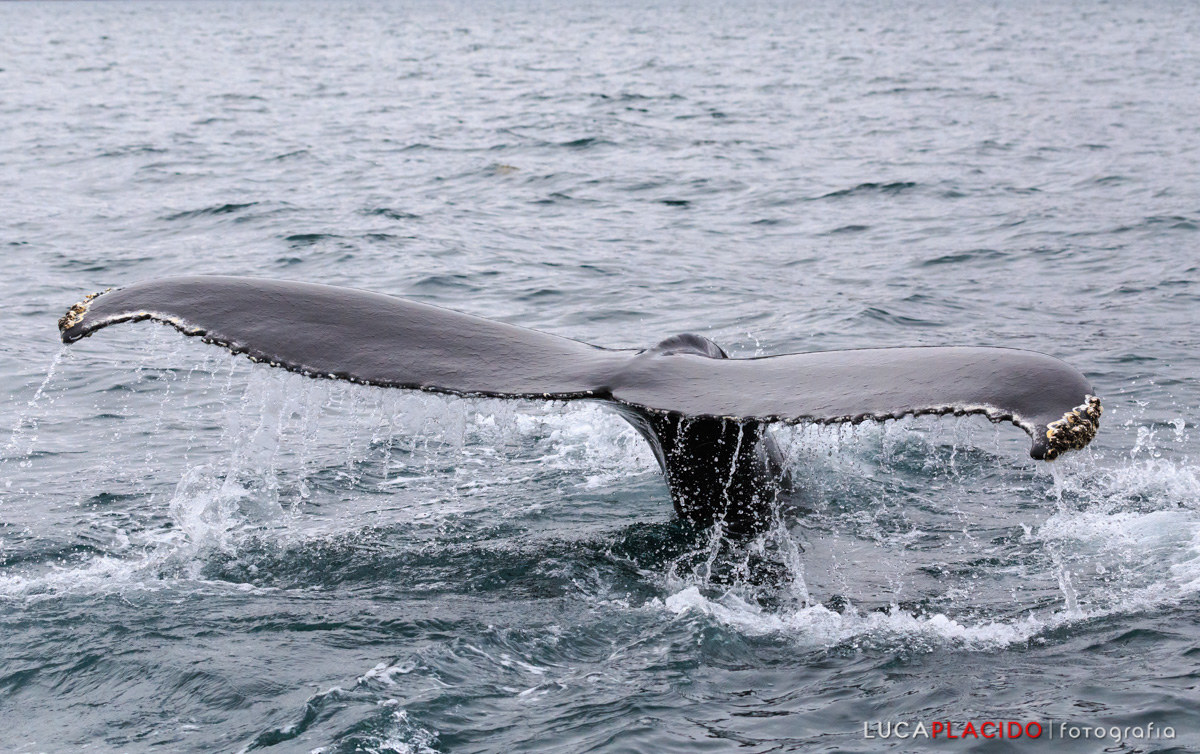 Megattera nel fiordo di Akureyri