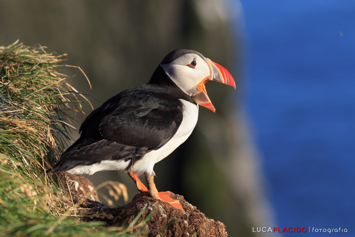 Puffin sulle scogliere di Làtrabjarg