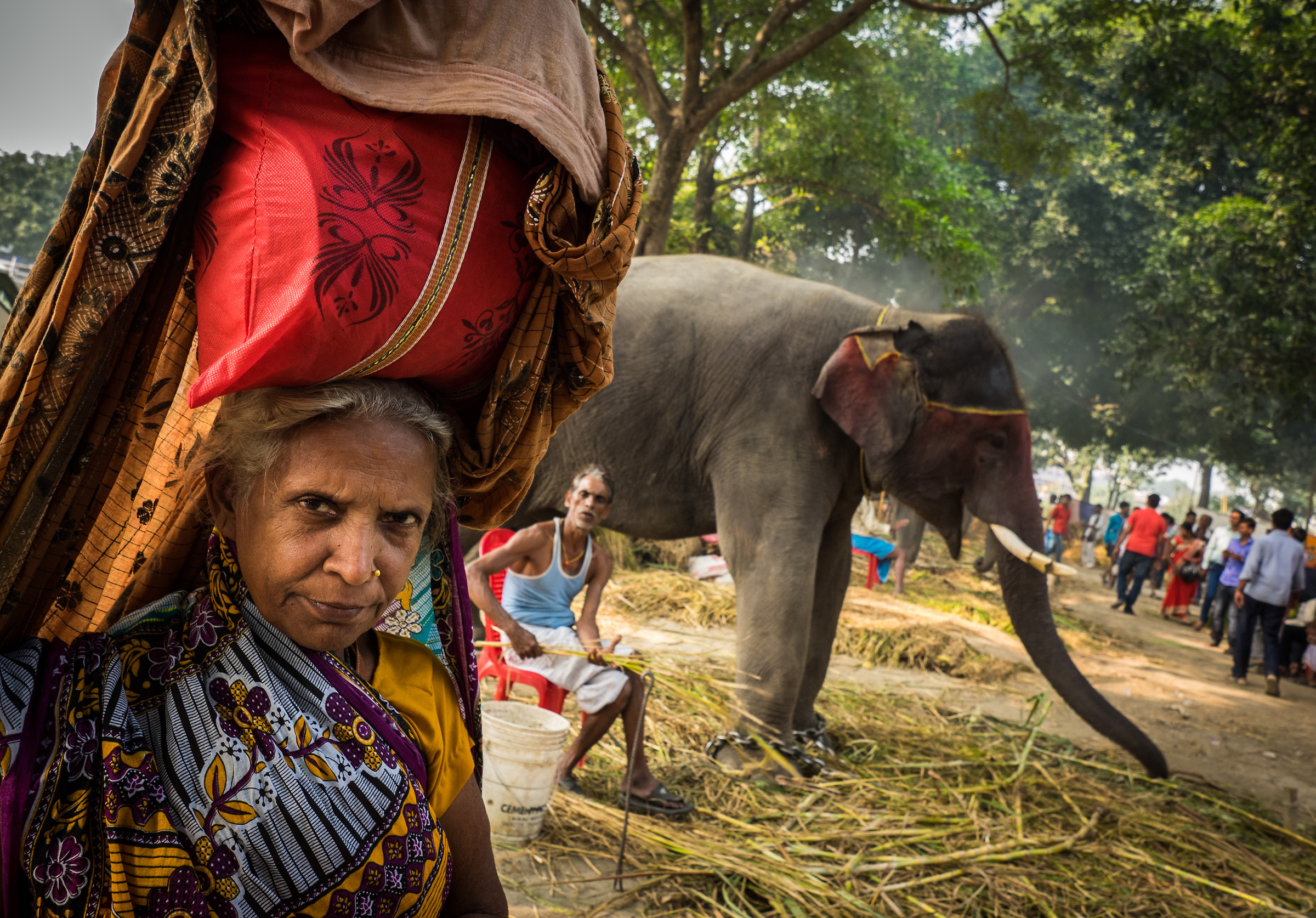 Sonepur Mela. Bihar, India