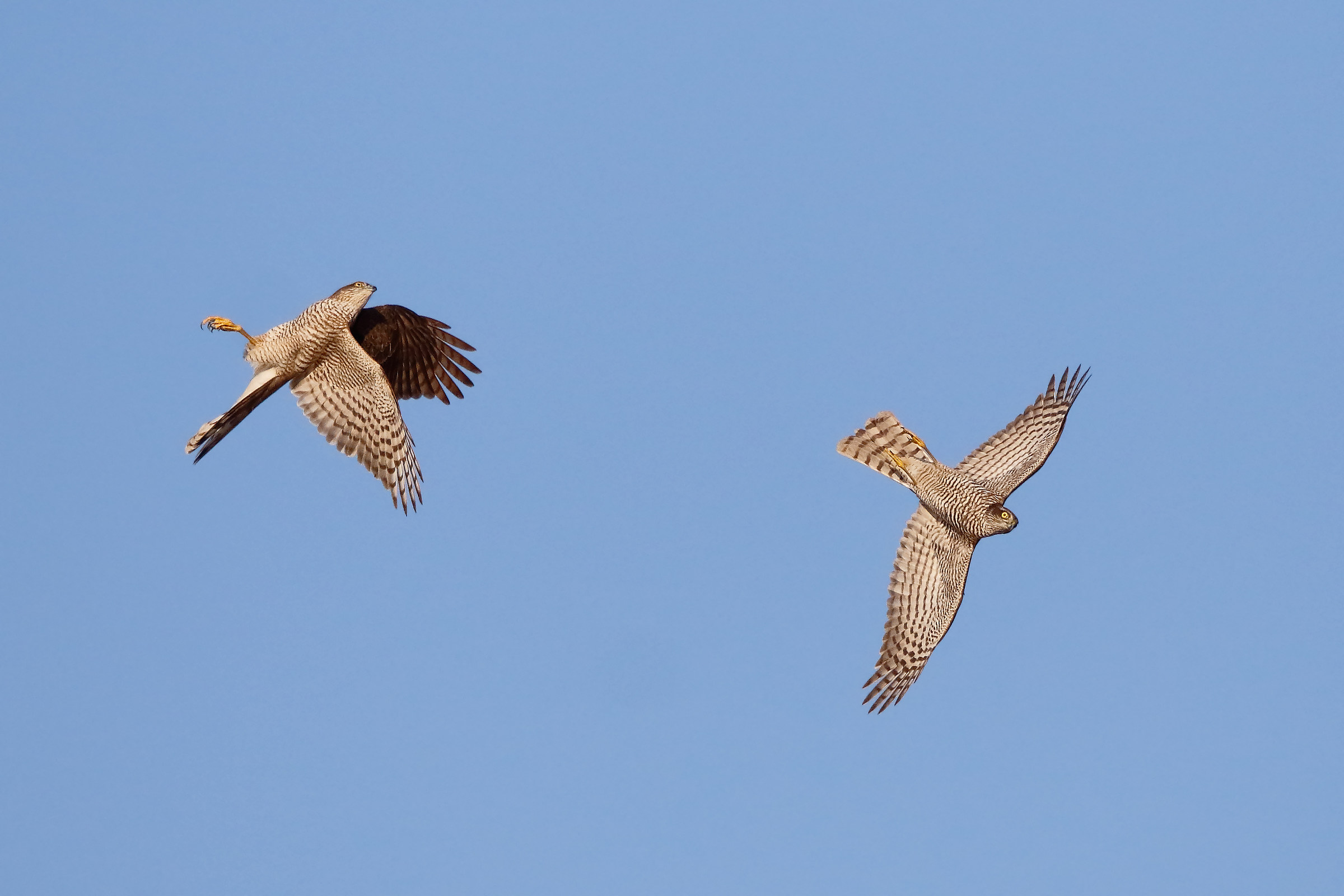Hawks in aerial combat
