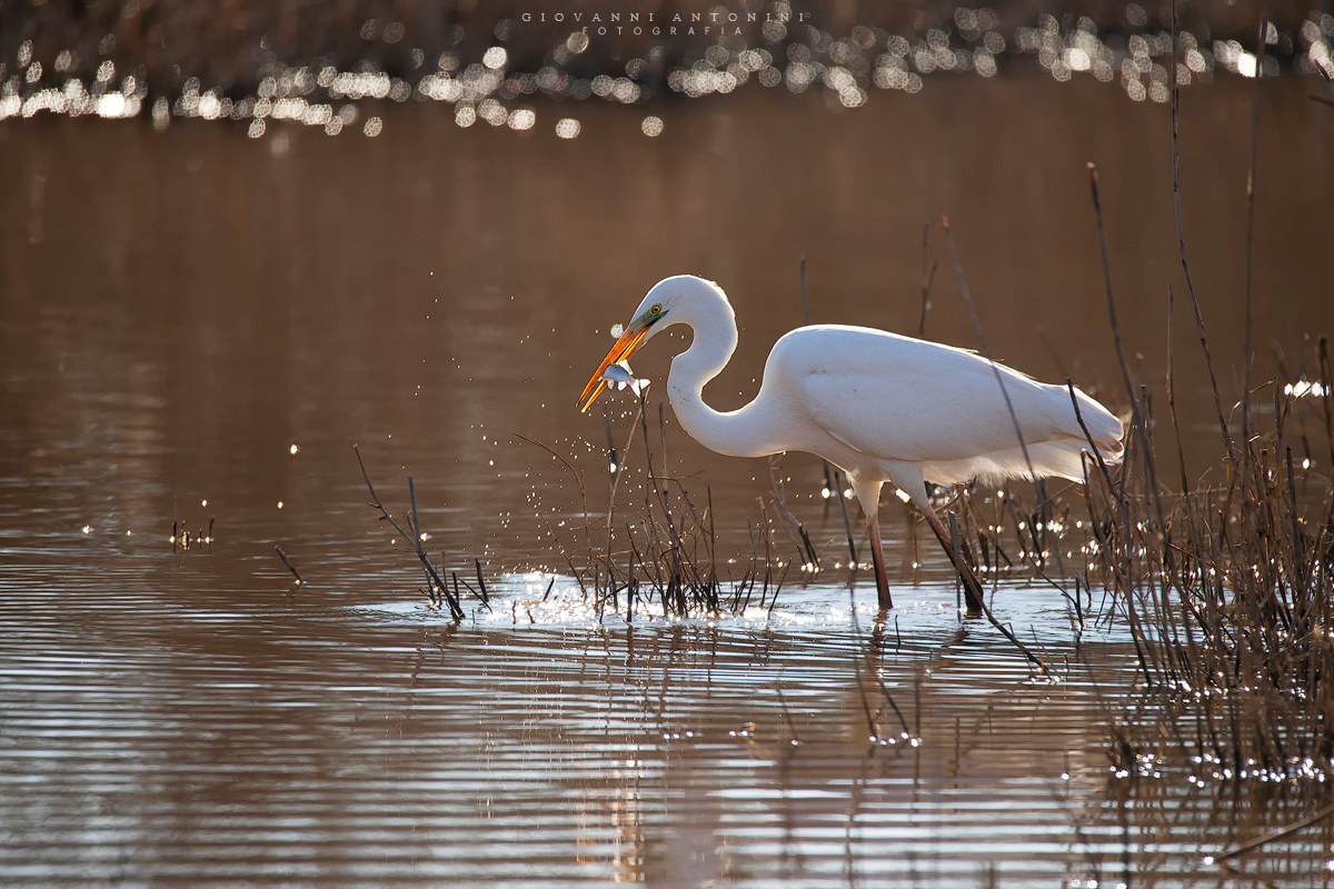 White Heron with prey