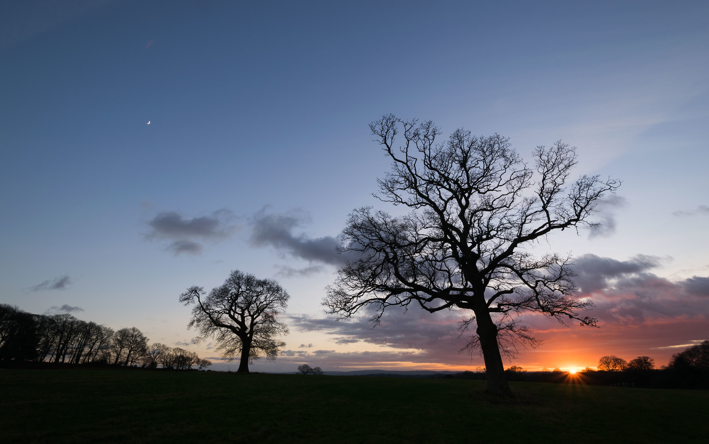 Agitando Alberi ..... E una piccola luna