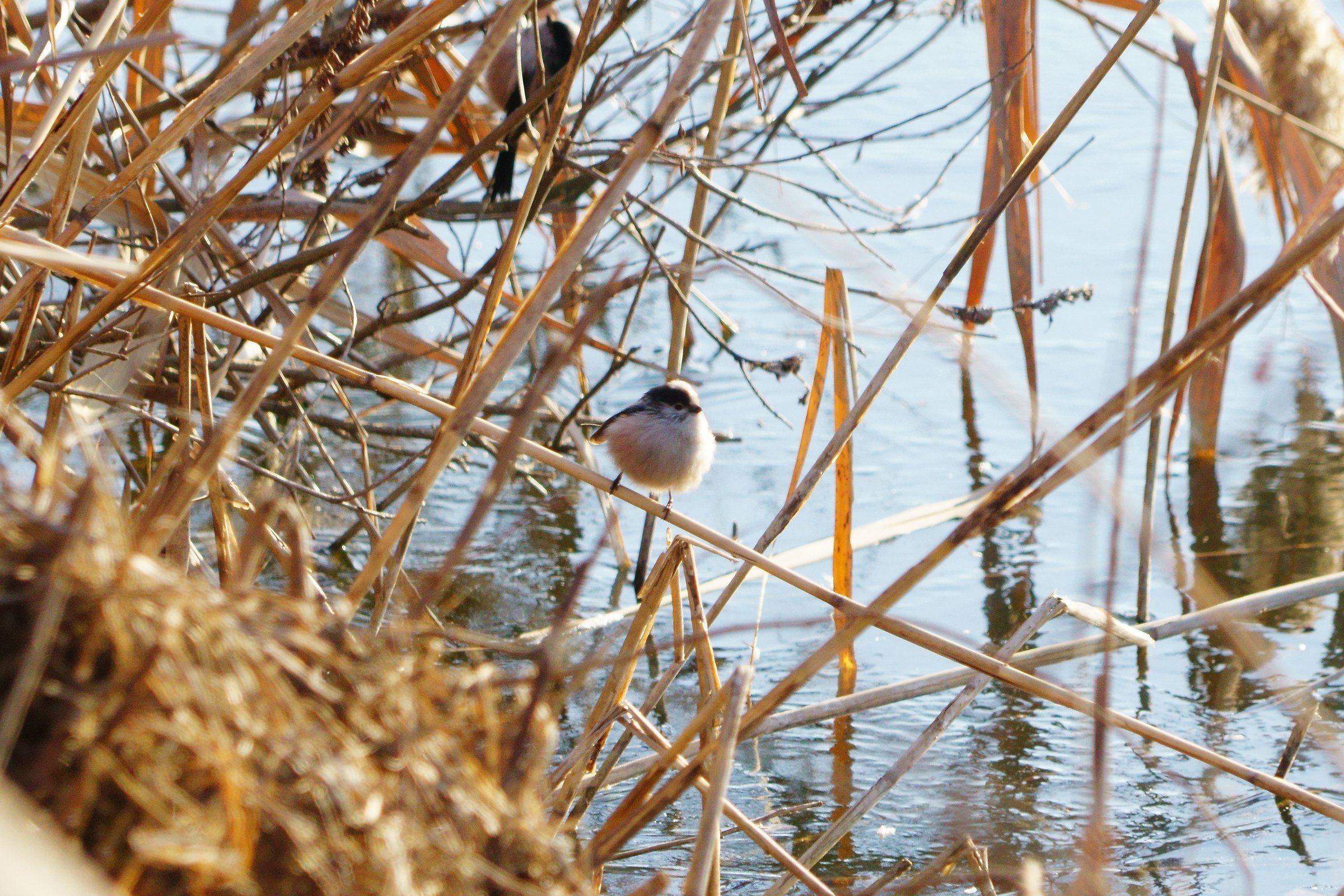 Long-tailed Tit