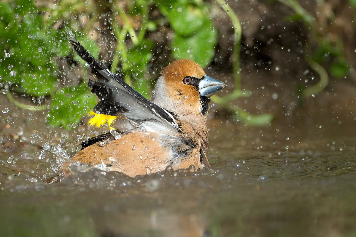 Coccothraustes coccothraustes (Hawfinch)