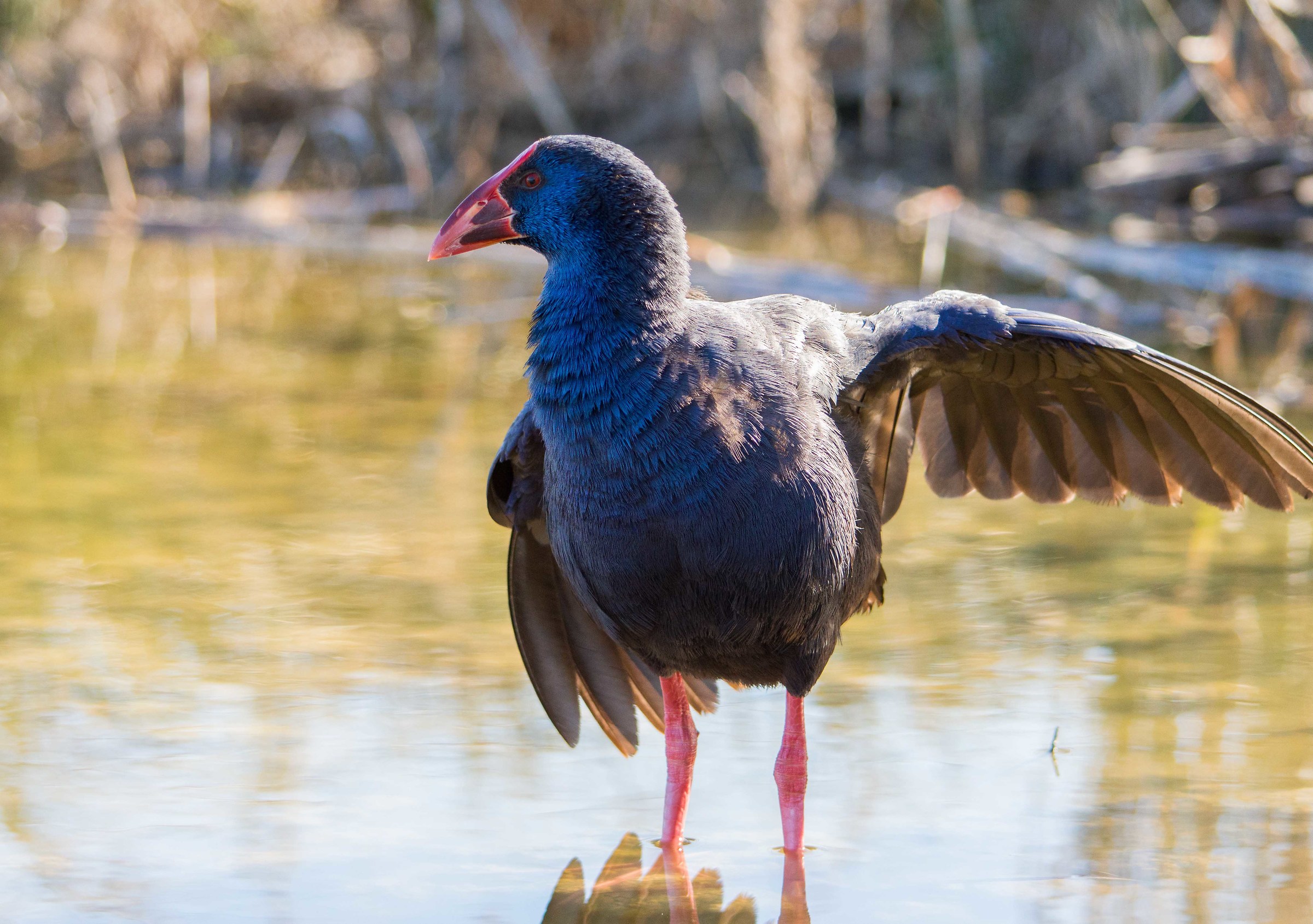 Pollo sultano (Porphyrio Porphyrio) Gennaio 2017