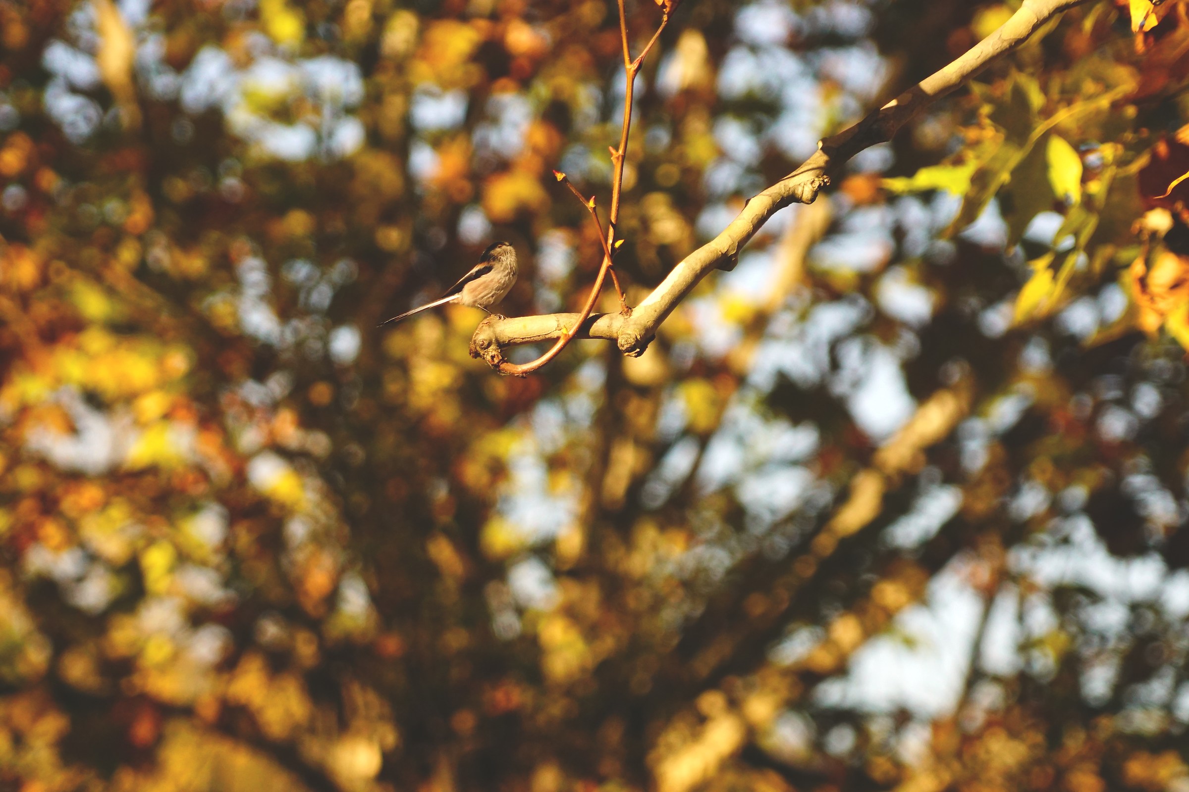 Codibugnolo and autumn