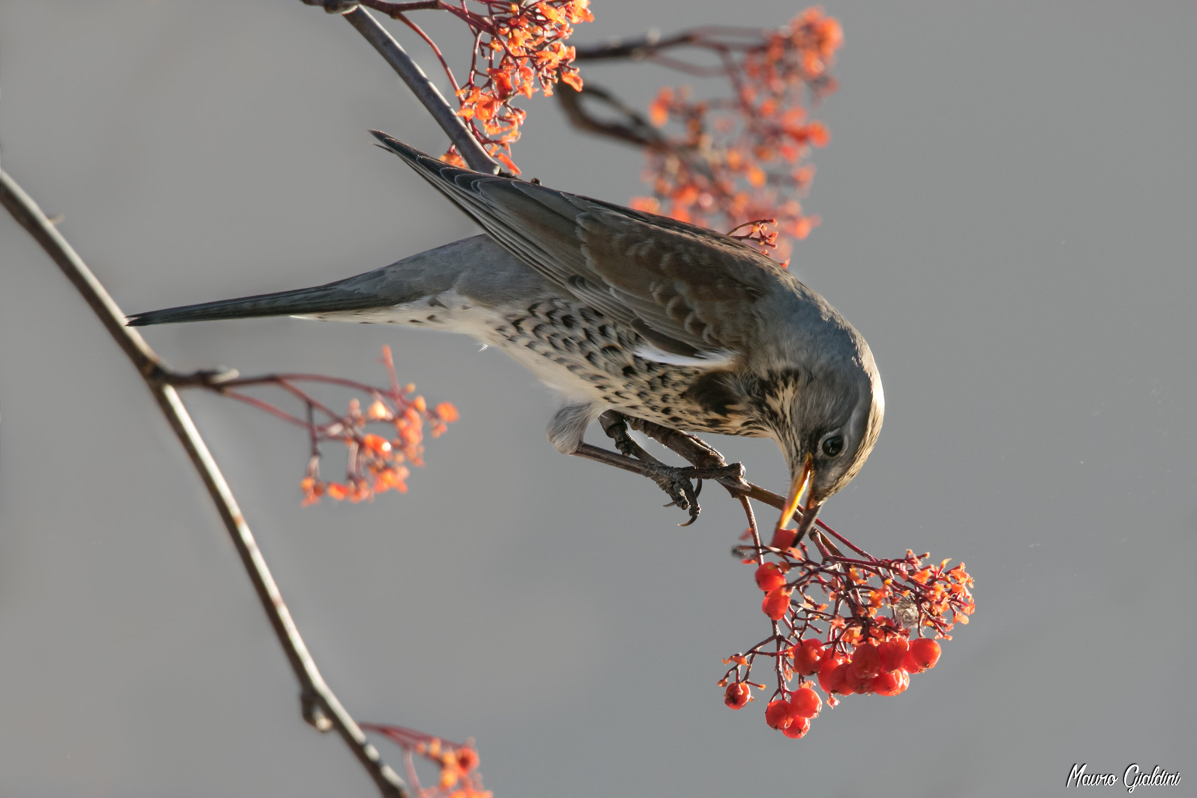 Cesena su Sorbo degli uccellatori