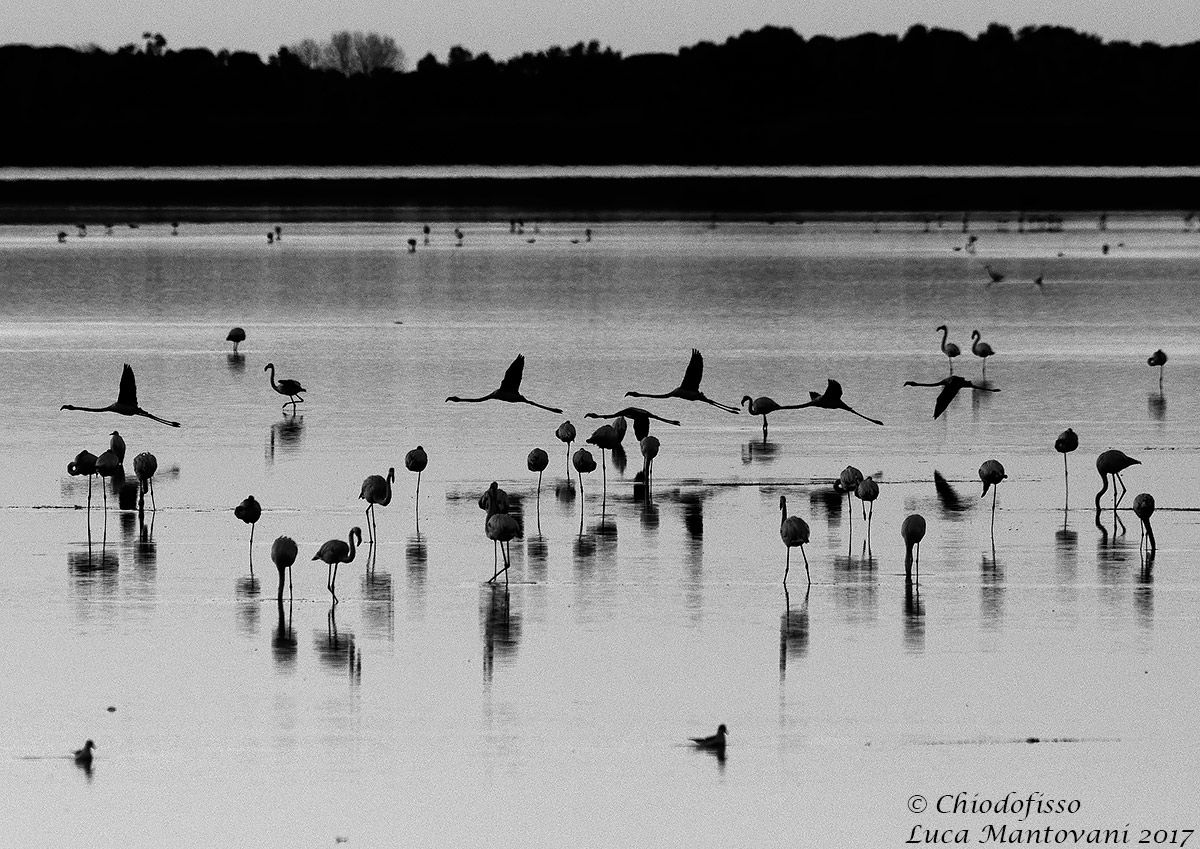 Flamingos in the time that was ...