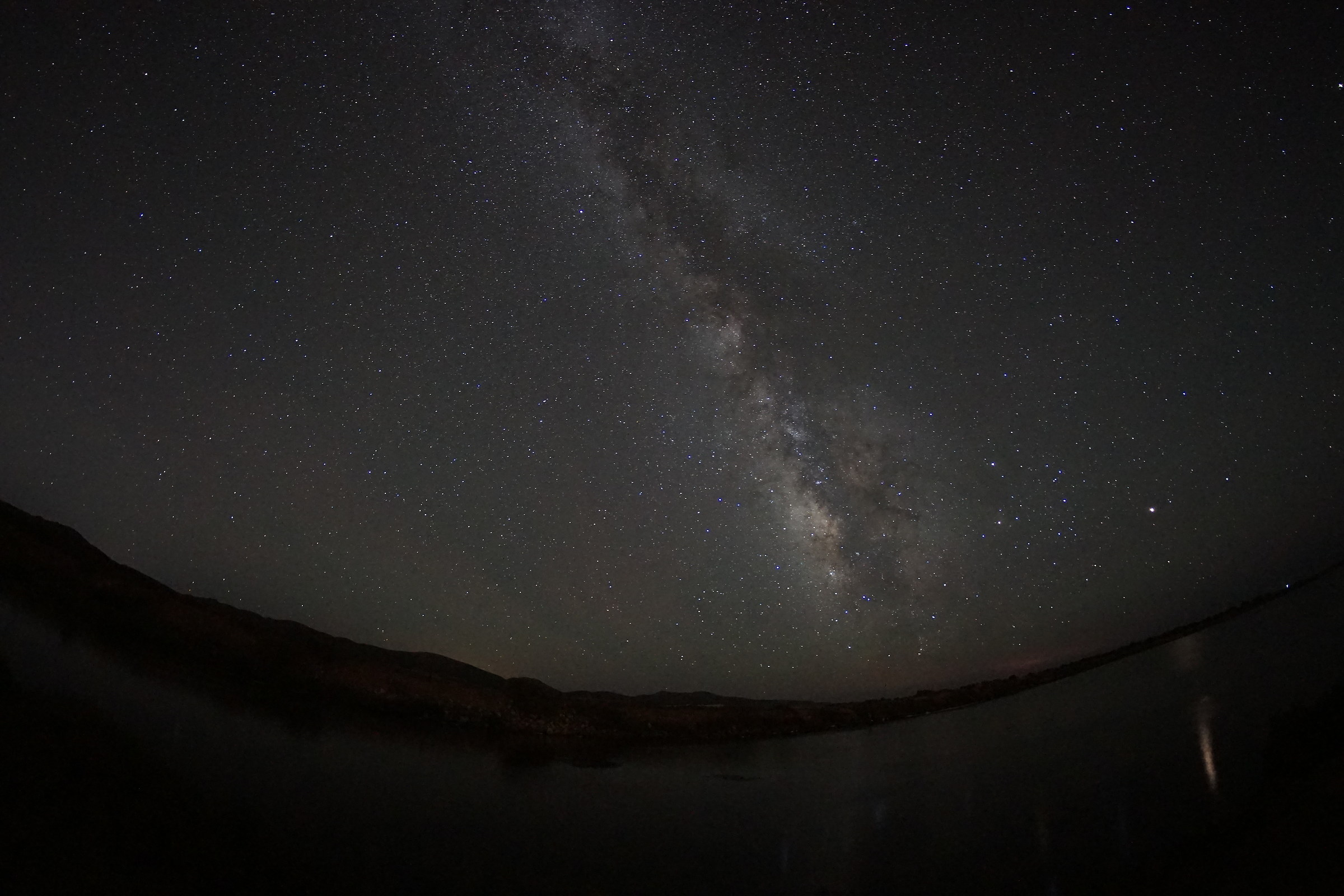 Porto pine wood - Sulcis