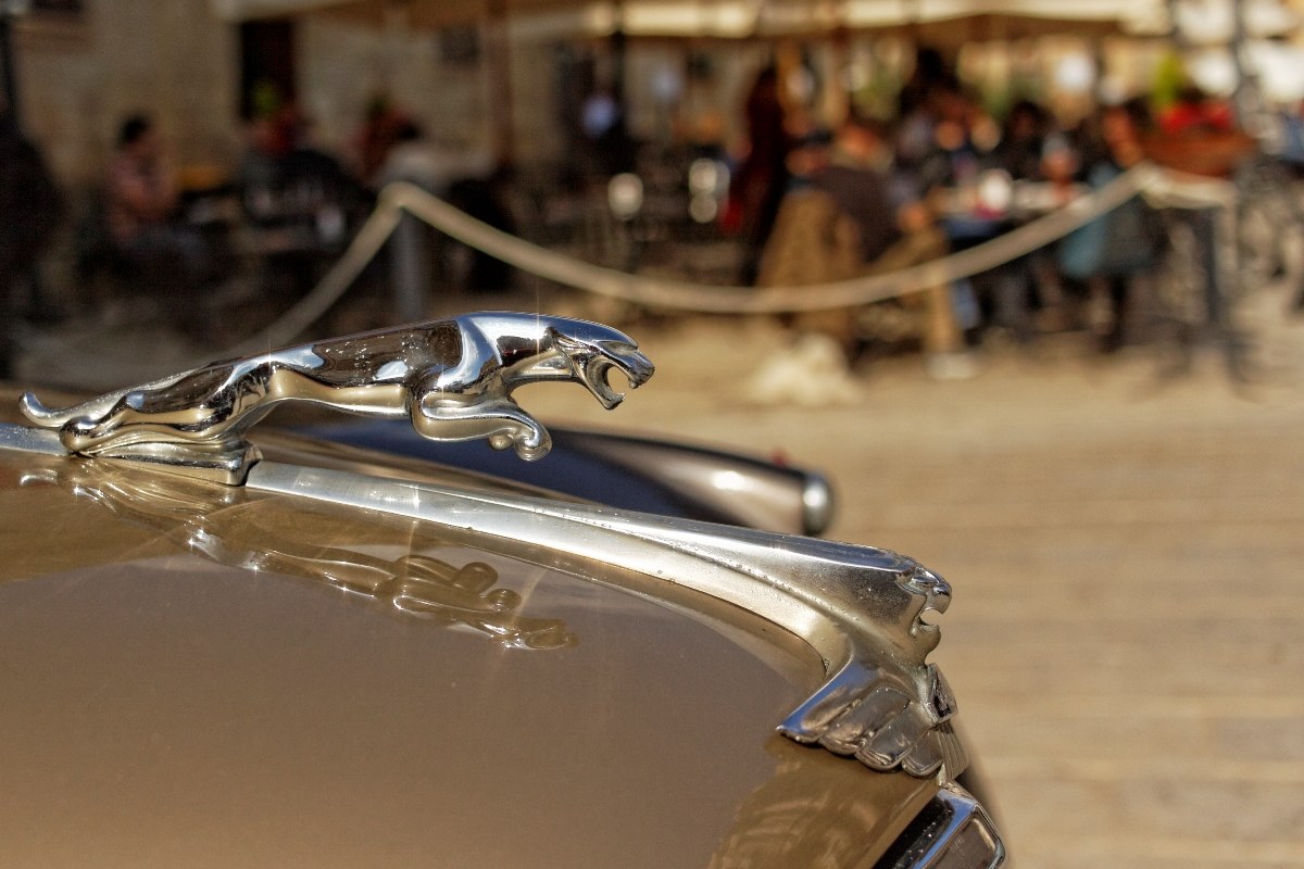 The elegance of the jaguar