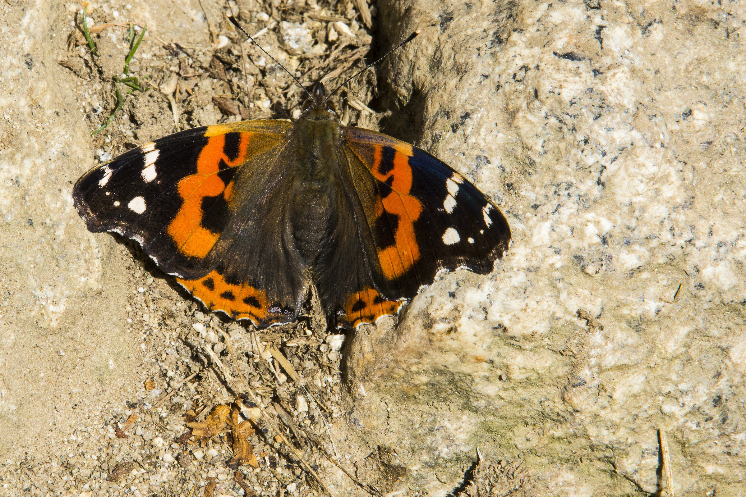 Butterfly Namche Bazar (m. 3440 above sea level)