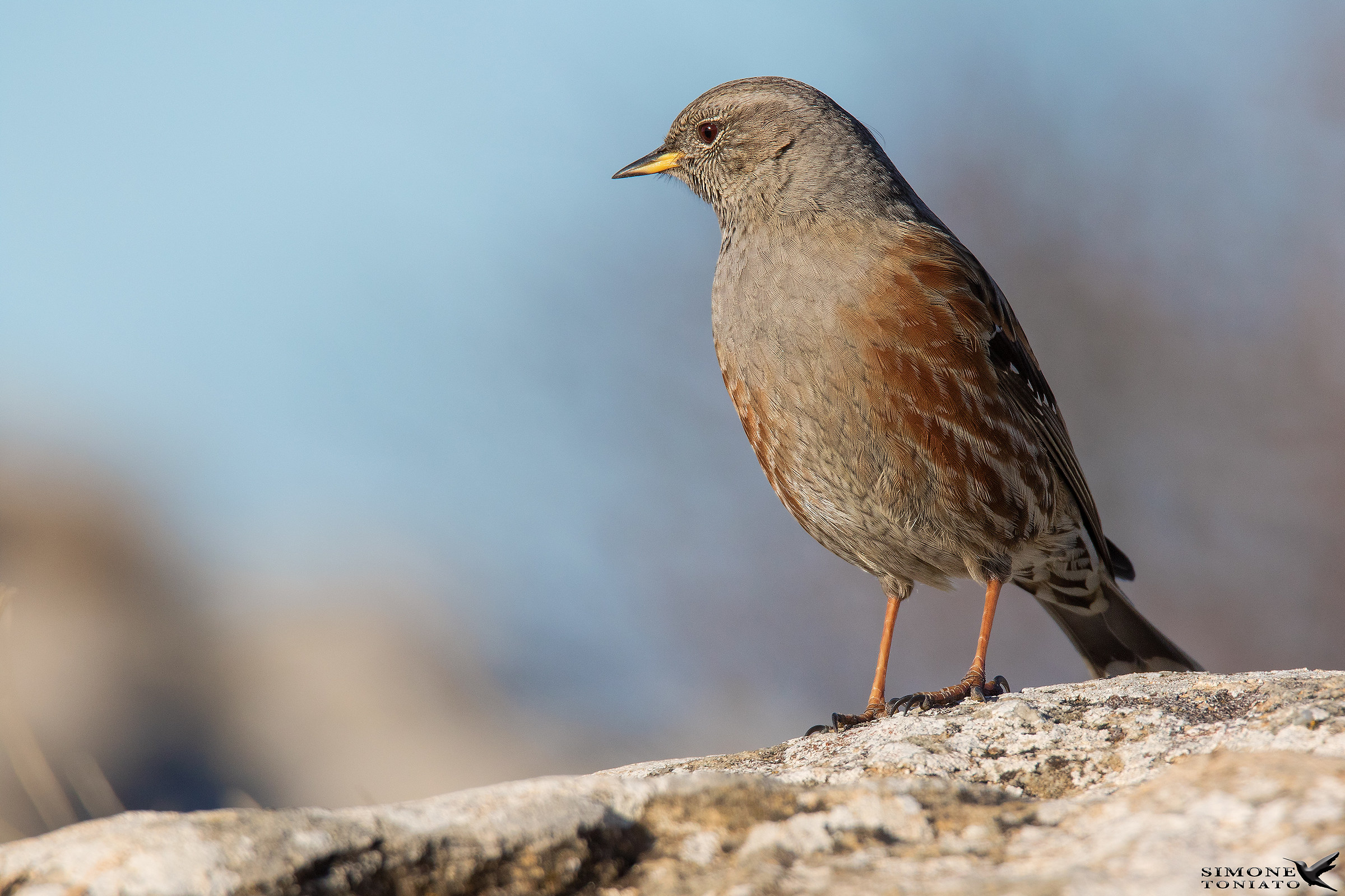 Sordone prunella collaris