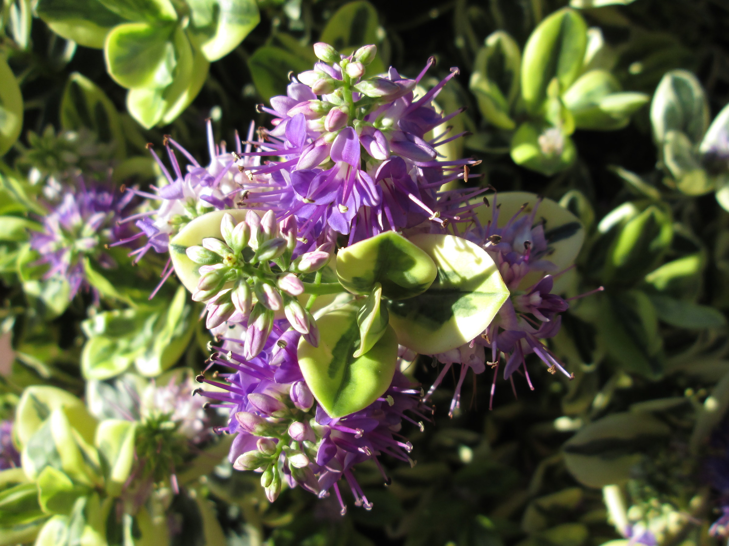 Divagazioni floreali