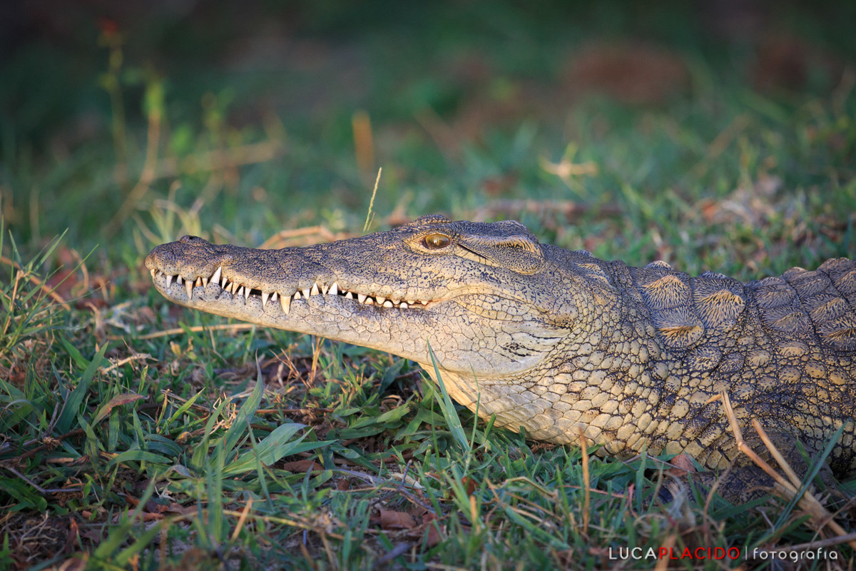 Crocodile on Zambezi river