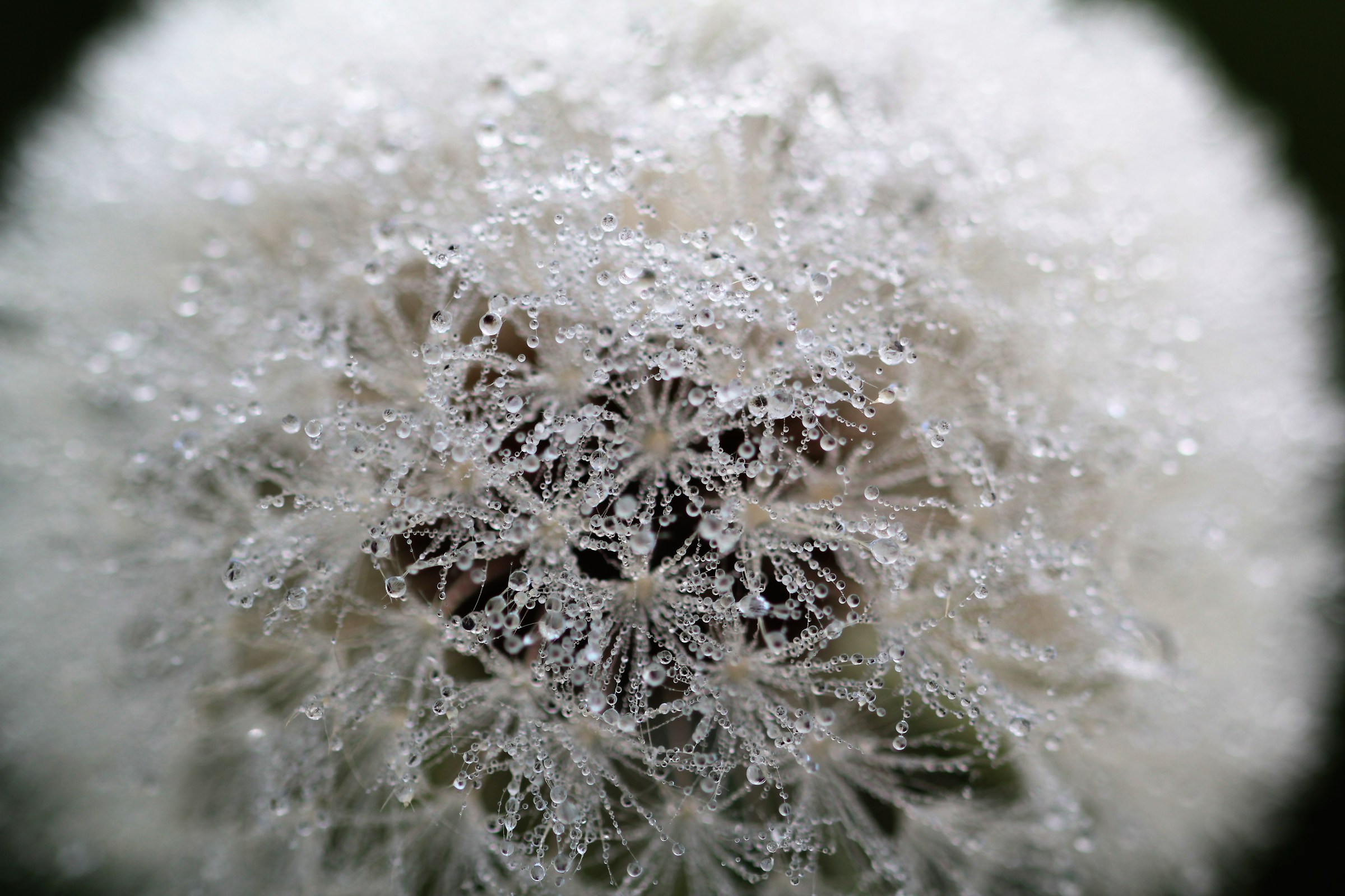 brillanti..nel dente