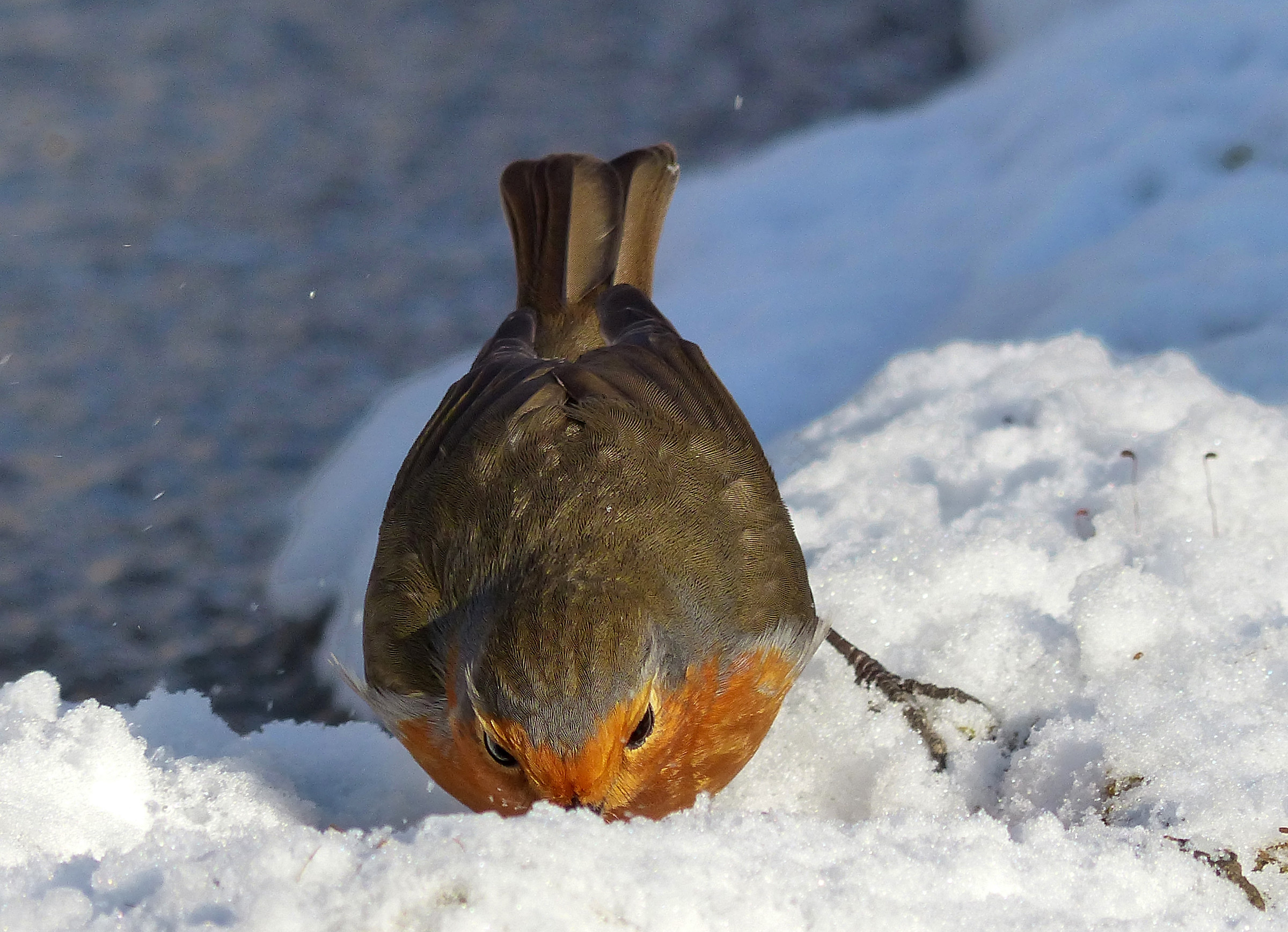 Robin "snowplow"