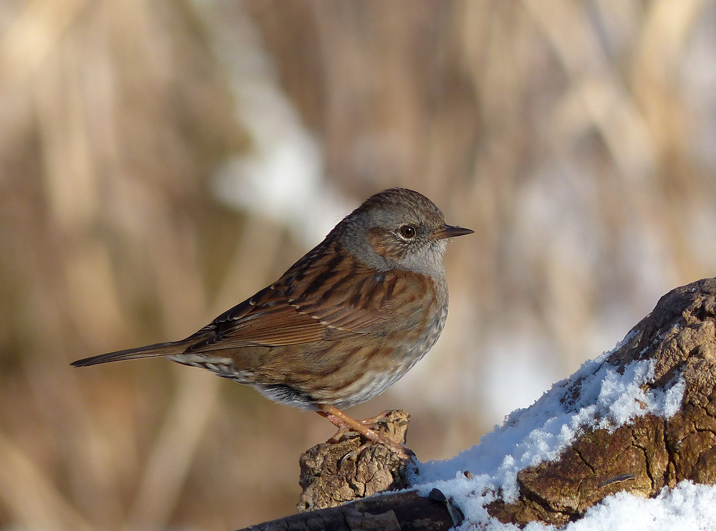 Dunnock