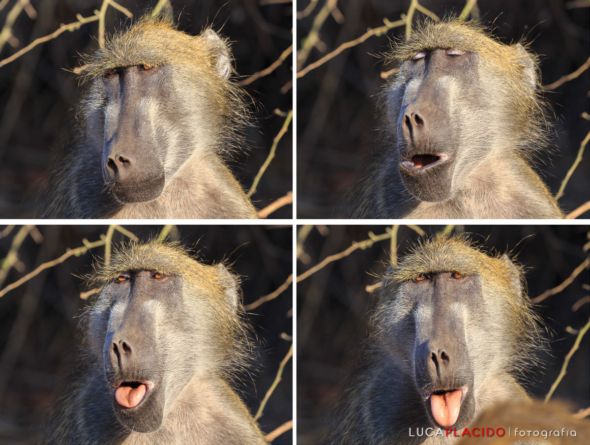 rude baboon