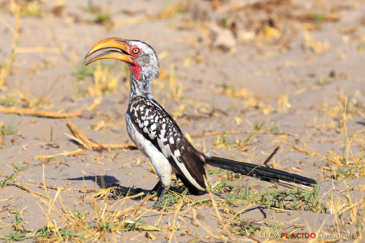 Yellow-billed hornbill