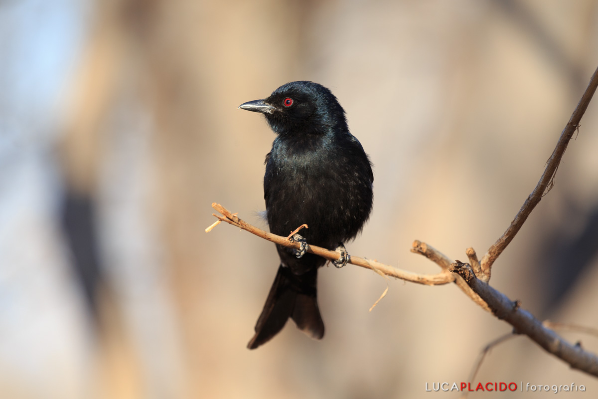 drongo codaforcuta