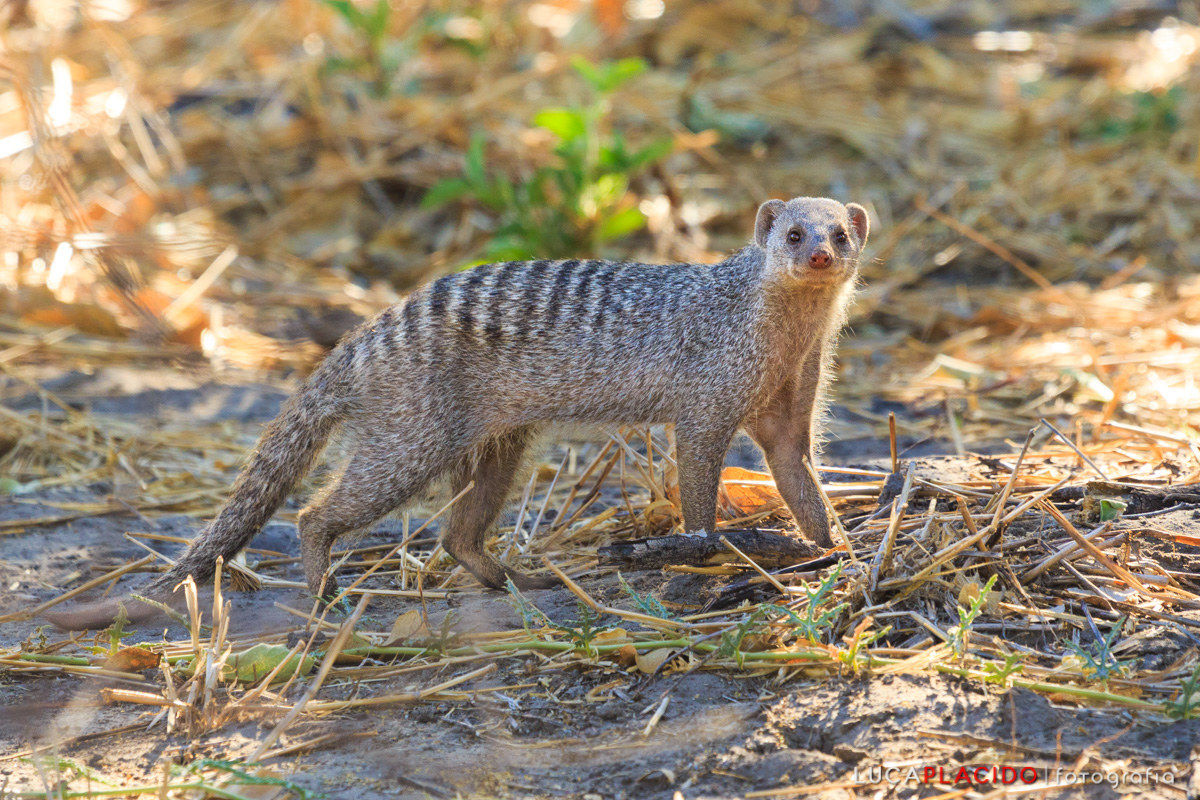 Banded mongoose
