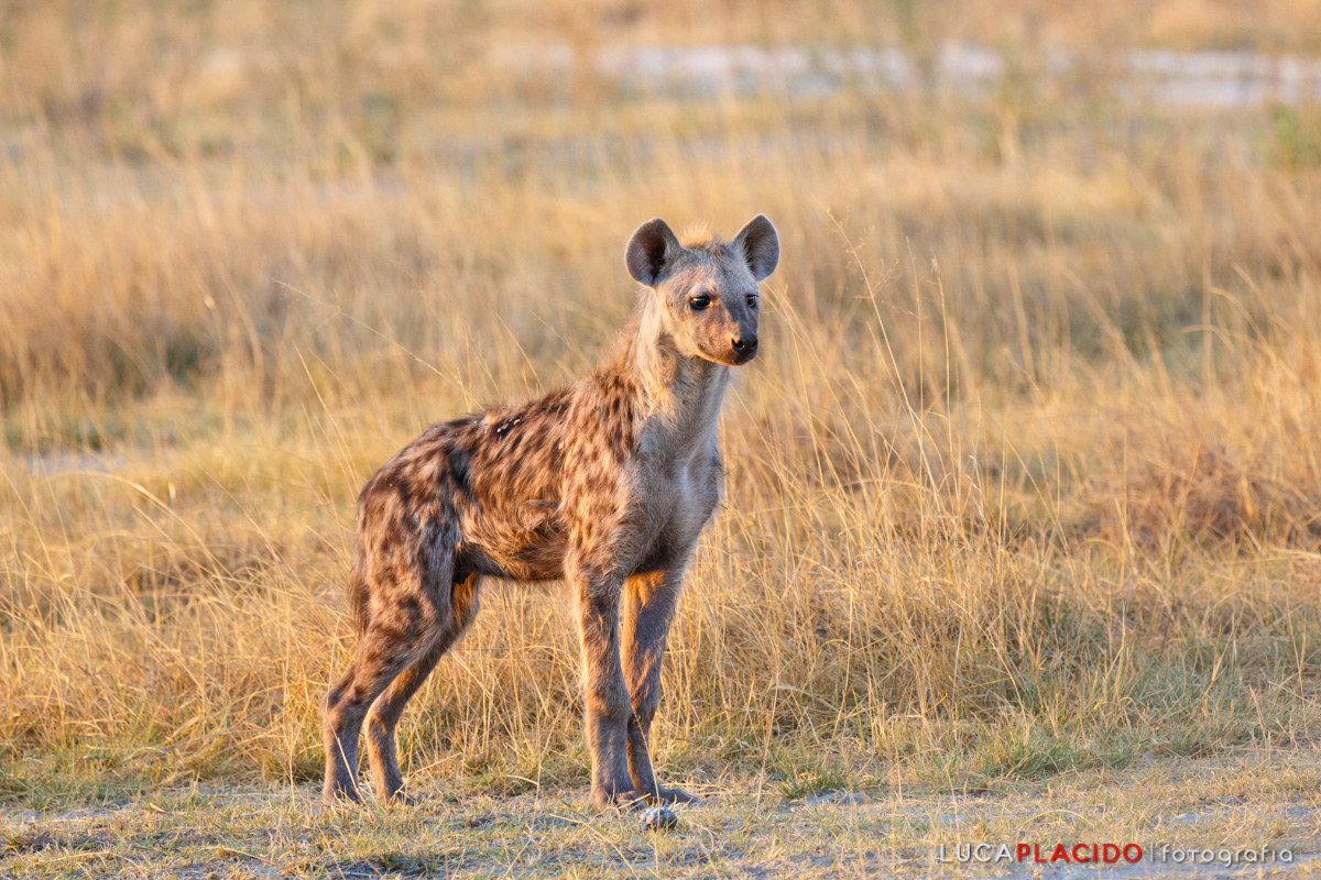 young Hyena