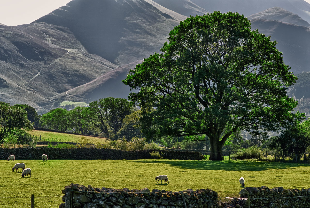 Keswick oak