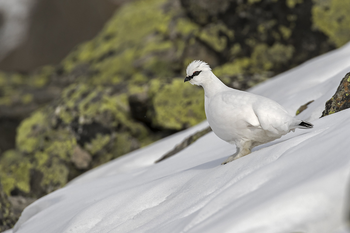 ptarmigan