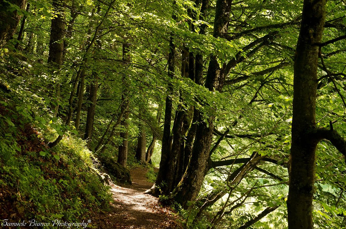Undergrowth - Lake Tovel
