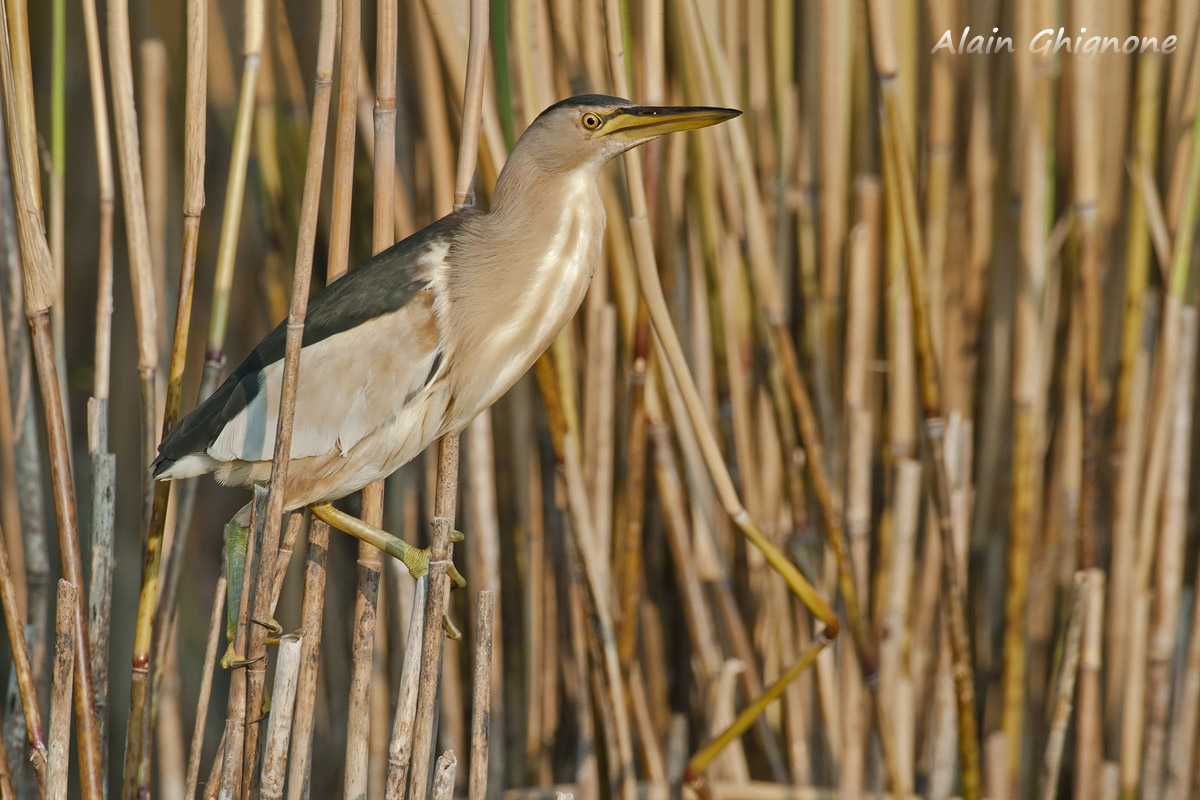 tarabusino sulle canne