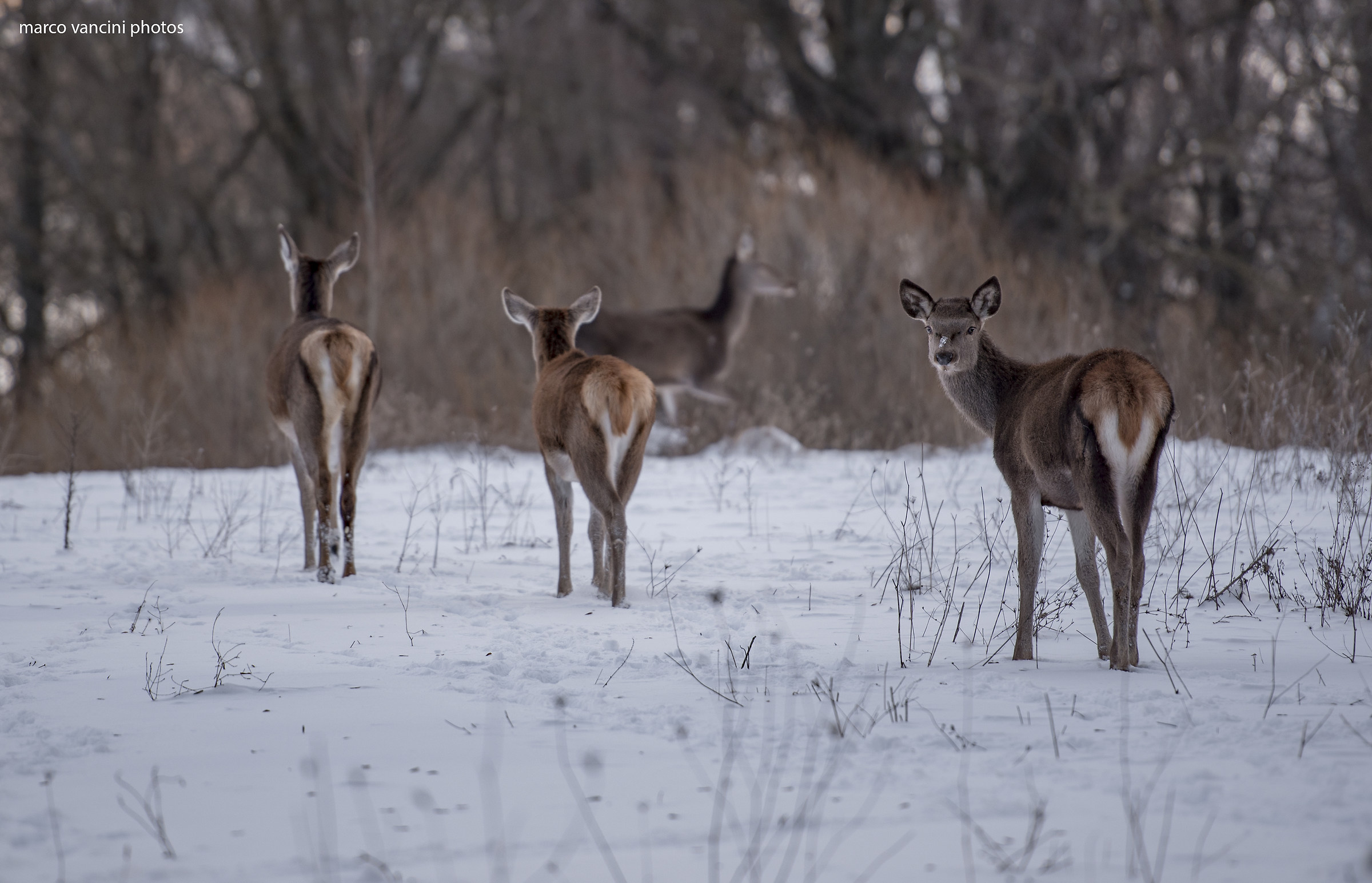 Cervi nella neve