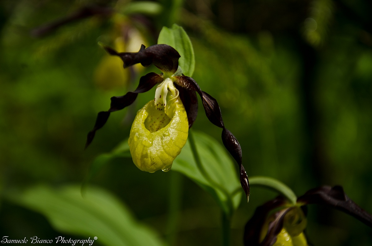 Cypripedium calceolus (Scarpetta Of Madonna)