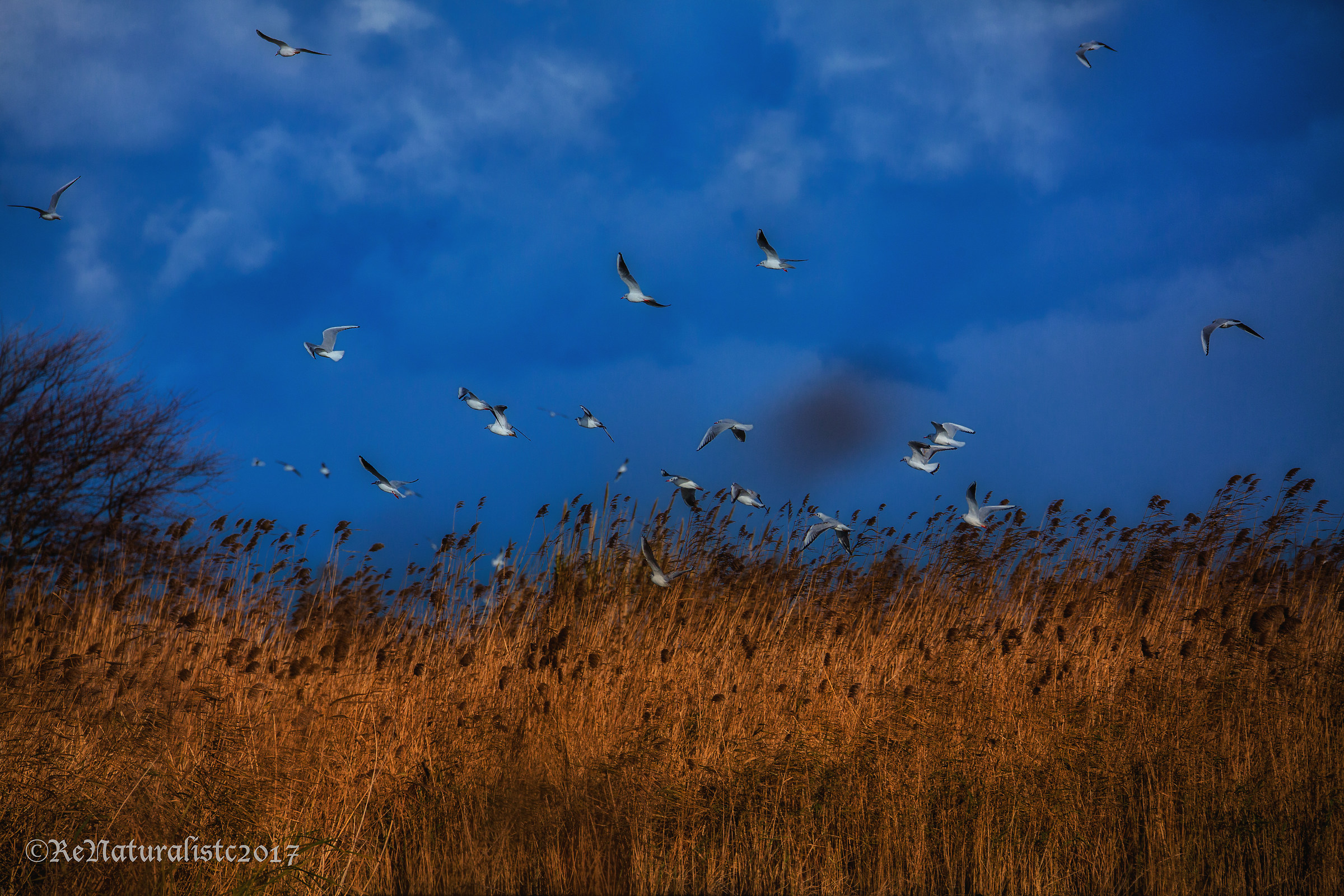 Palude e stolata di gabbiani III