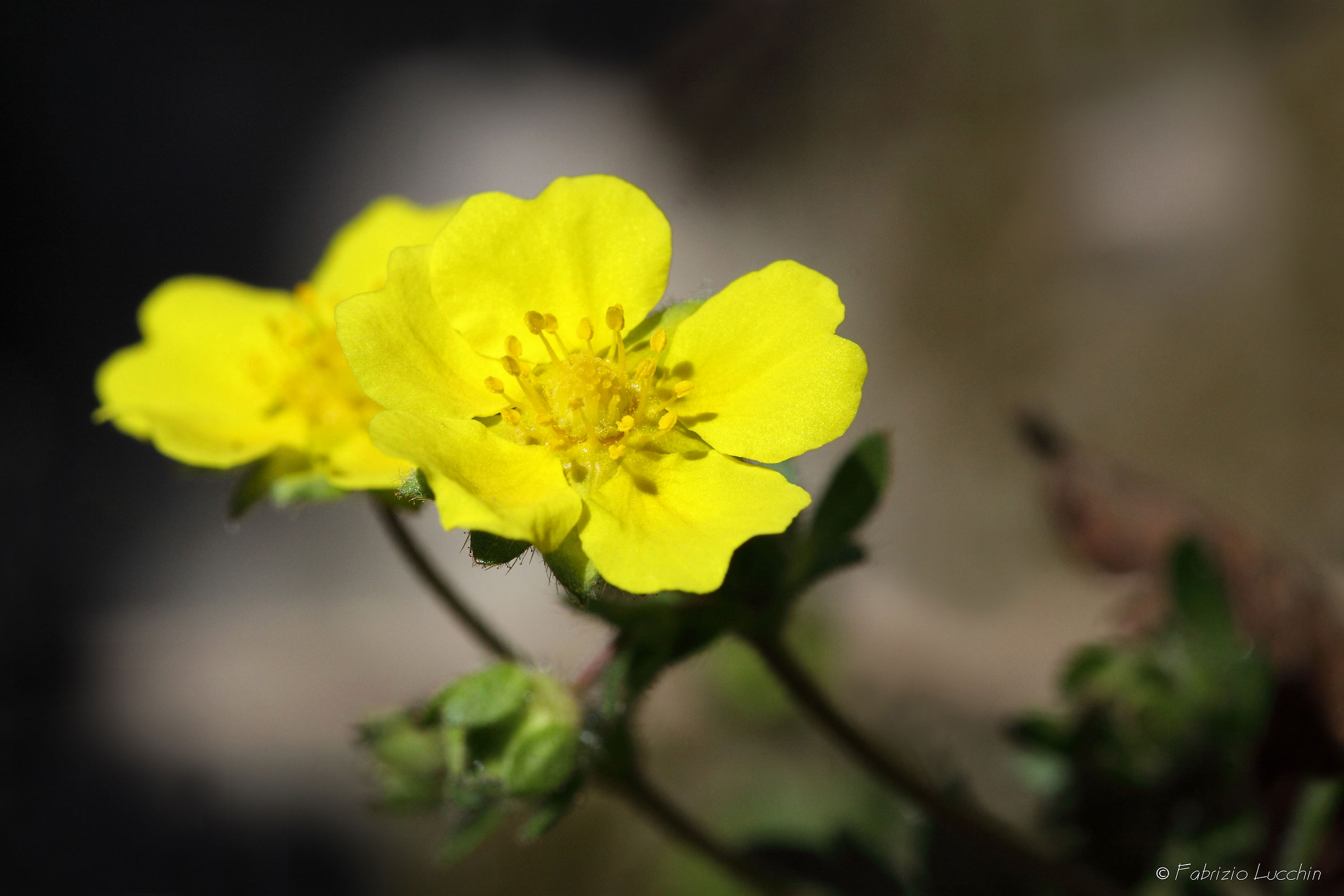 Potentilla