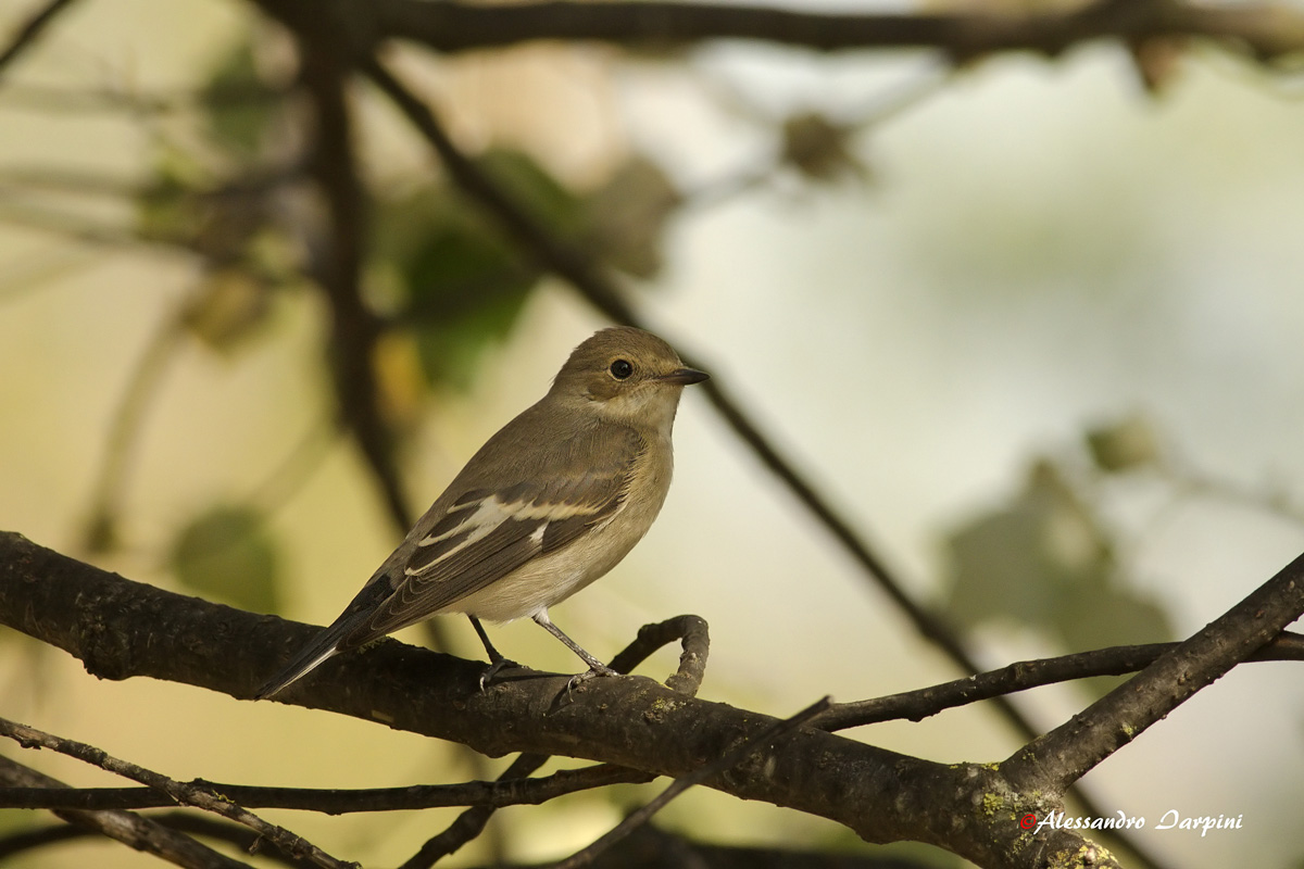 Pied Flycatcher
